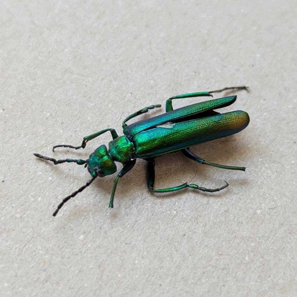 Photo of Lytta vesicatoria (Spanish Fly) by dmitry_trutsko. Attribution: (c) Dmitry Trutsko, some rights reserved (CC BY).
