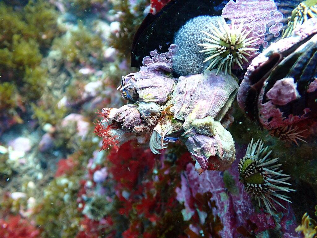 Photo of Austromegabalanus psittacus (Giant Barnacle) by estebanpeque. Attribution: (c) Esteban Tazzioli, some rights reserved (CC BY).
