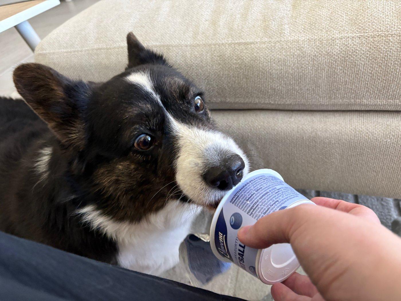 A black and white corgi cardigan licking the rest out of a blueberry yoghurt container.