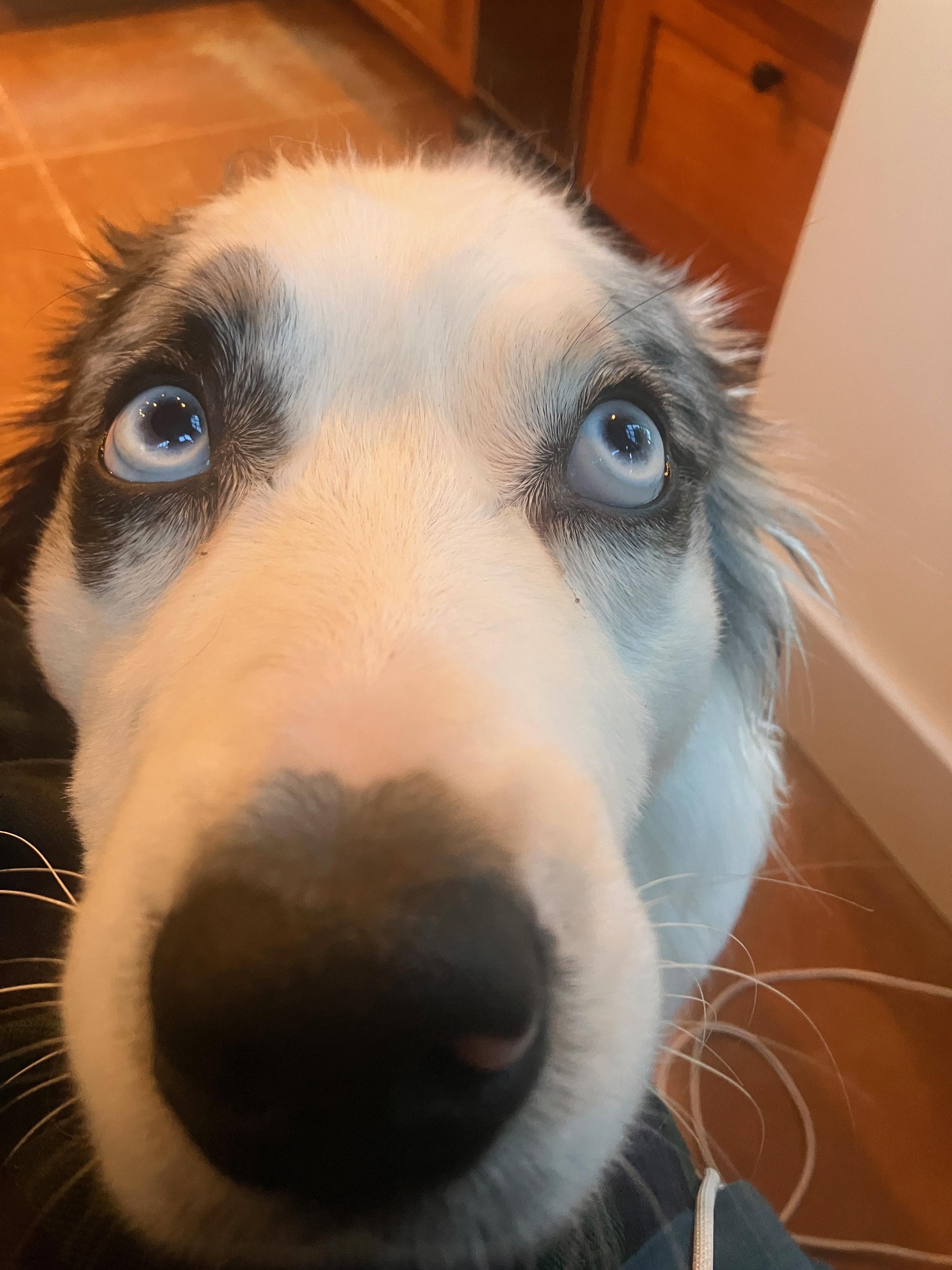 Zoomed in, fisheye, photo of an Australian Shepherd dog resting its head on the photographers knee and looking up longingly.
