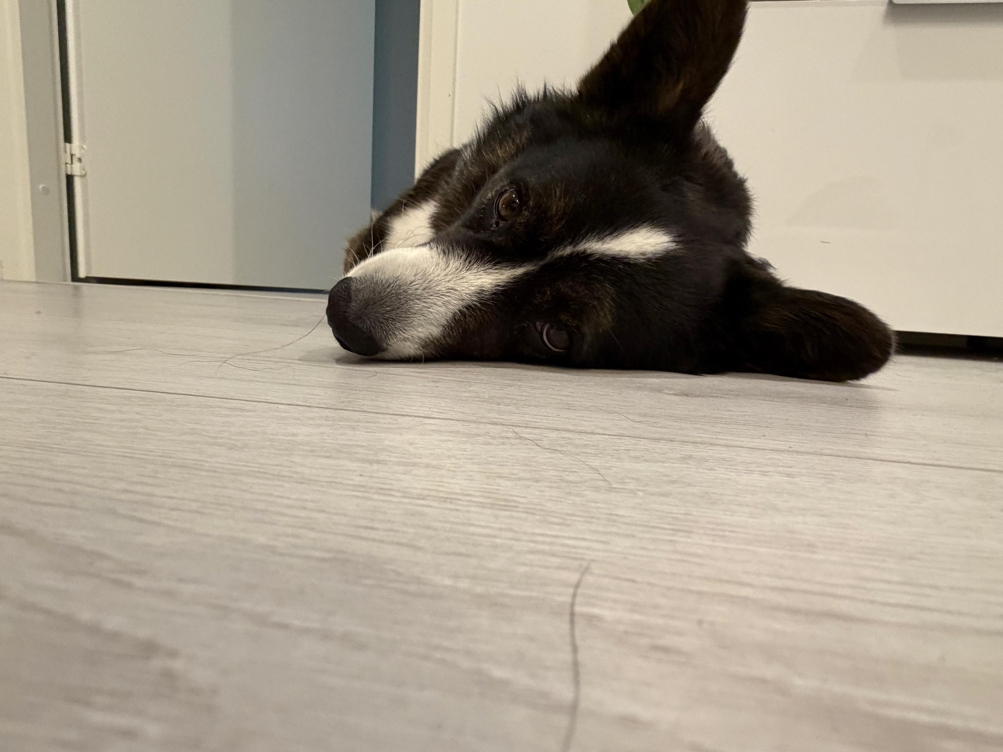A black and white corgi cardigan lying on the floor and watching towards the camera.