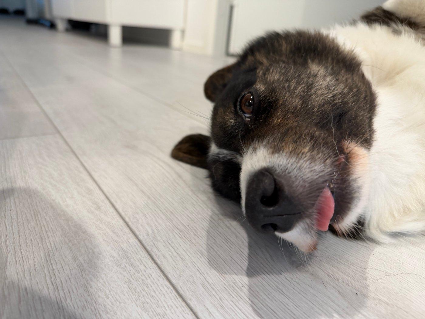 A black and white corgi cardigan making a funny face.