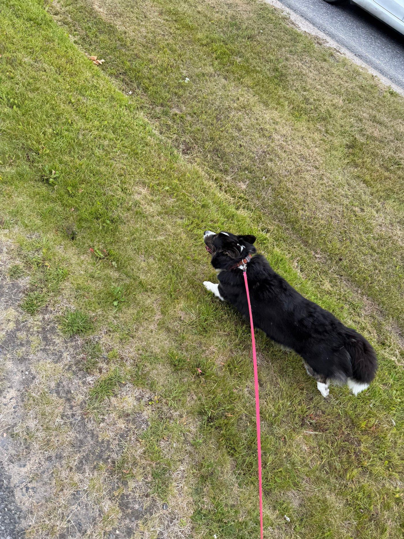 A black and white corgi cardigan running.
