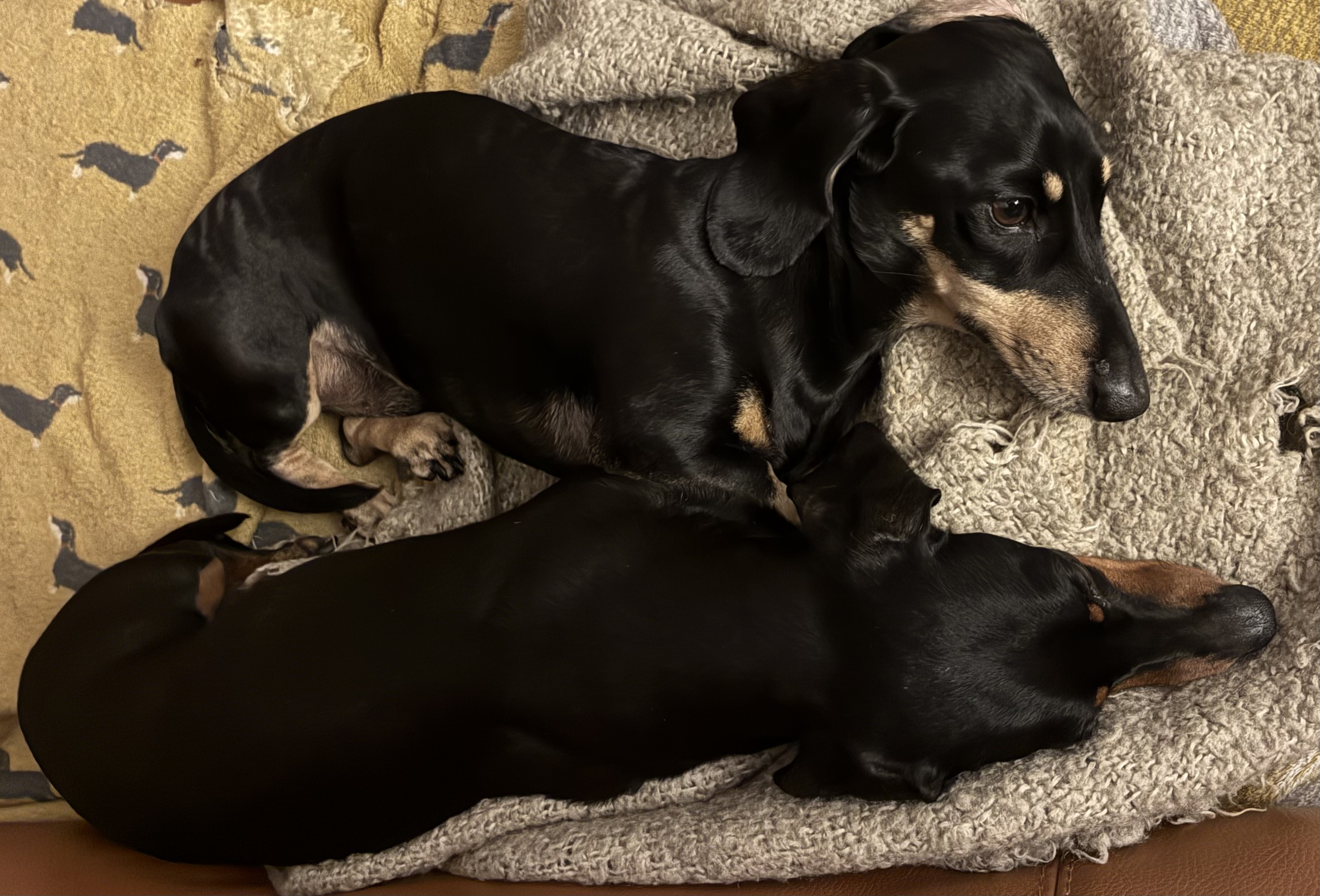 Miniature Dachshunds Max and Milo on blankets