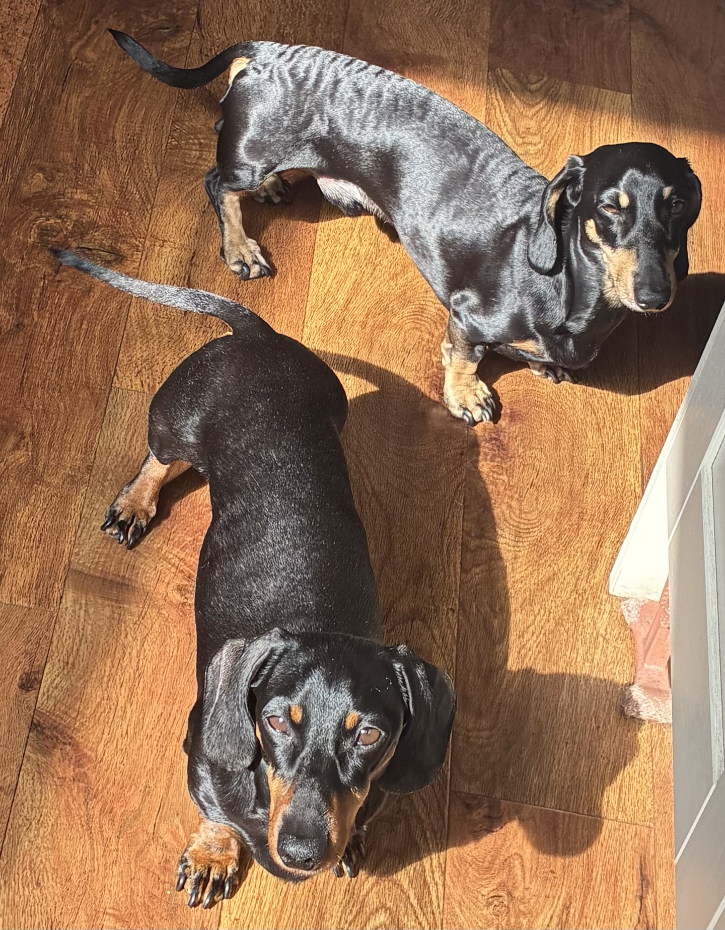 Miniature Dachshunds Max and Milo in a sunny spot on a wood effect floor