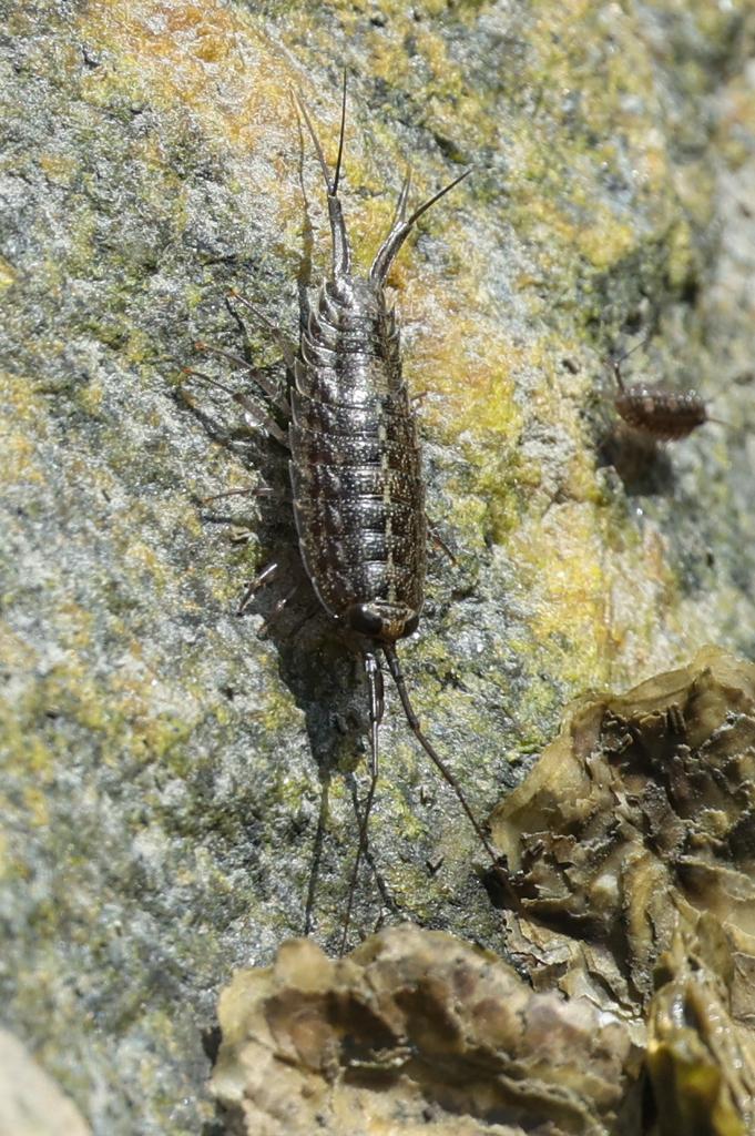 Photo of Ligia exotica (Wharf Louse) by tomfeild. Attribution: (c) Tom Field, some rights reserved (CC BY).
