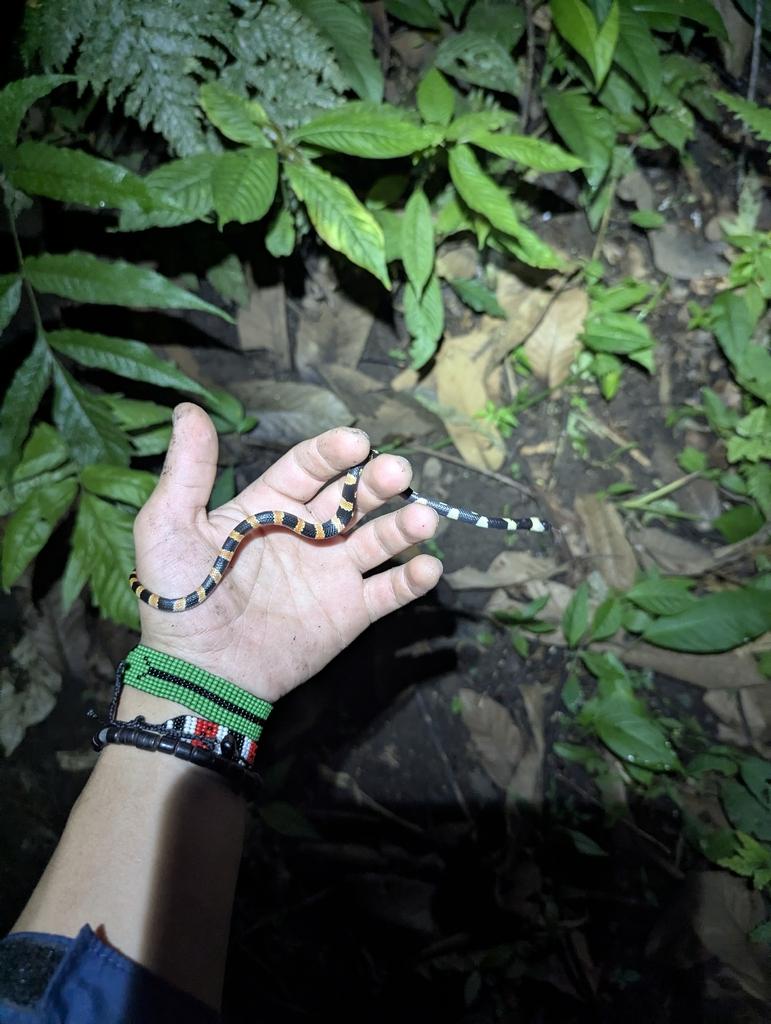 Photo of Oxyrhopus petolarius (Forest Flame Snake) by benjaminhidalgo. Attribution: (c) Benjamin Hidalgo, some rights reserved (CC BY).