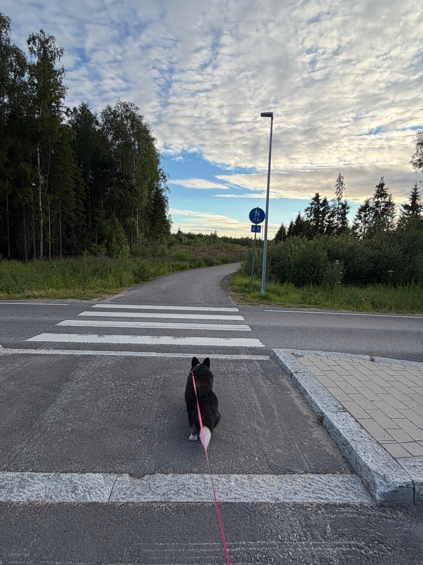 A black and white corgi cardigan walking over zebra stripes.