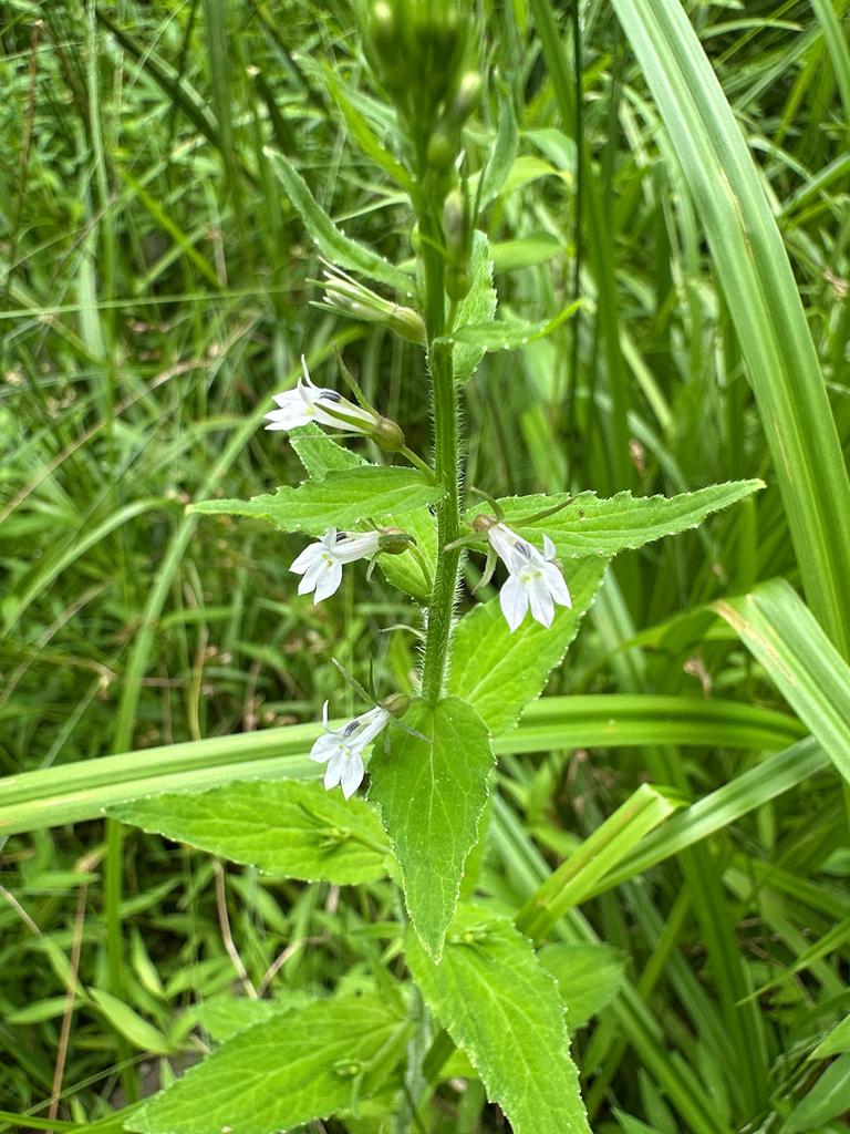 Photo of Lobelia inflata (Indian tobacco) by jhummel. Attribution: (c) JHummel, some rights reserved (CC BY).