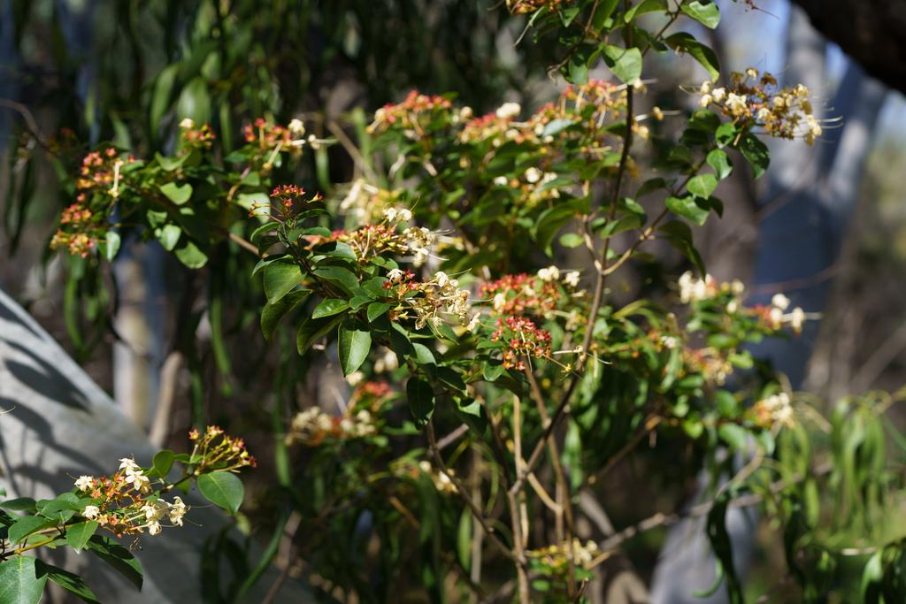 Photo of Clerodendrum floribundum (Lolly Bush) by knicolson. Attribution: (c) Kym Nicolson, some rights reserved (CC BY).