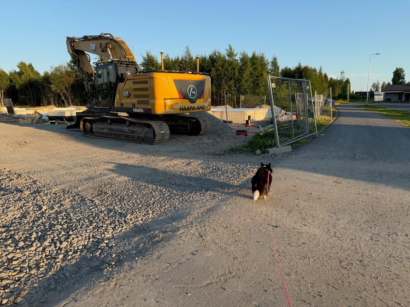 A black and white corgi cardigan walking past a construction site.