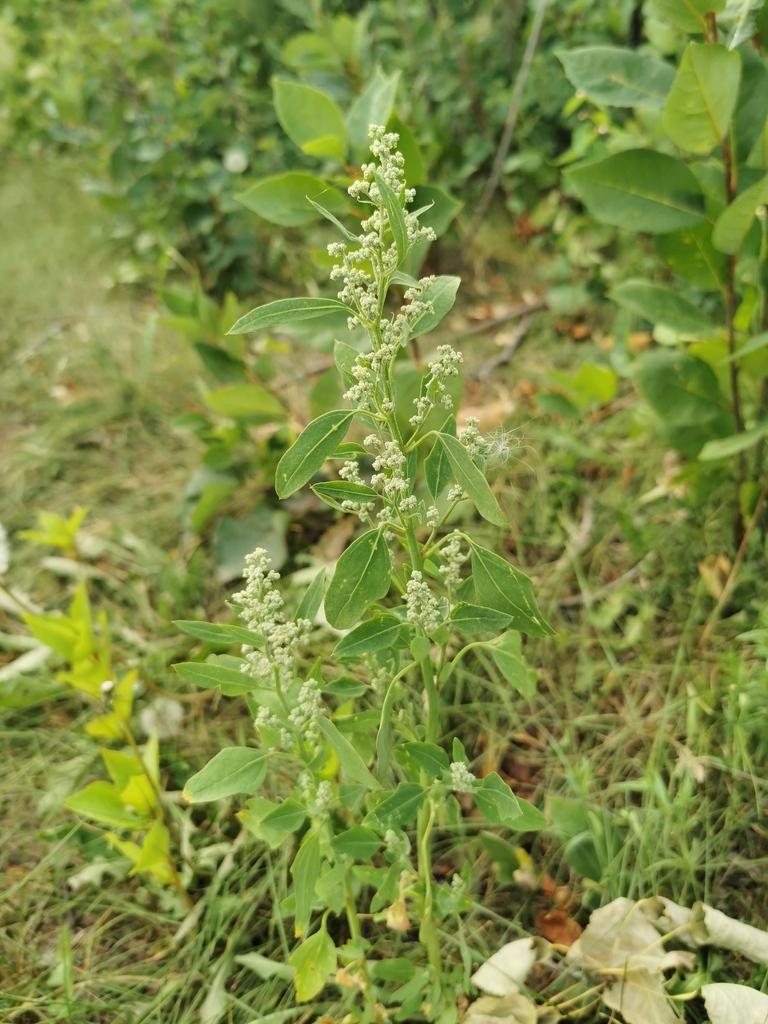 Photo of Chenopodium album (Common Lambsquarters) by y_liu_math. Attribution: (c) Y. Liu, some rights reserved (CC BY).