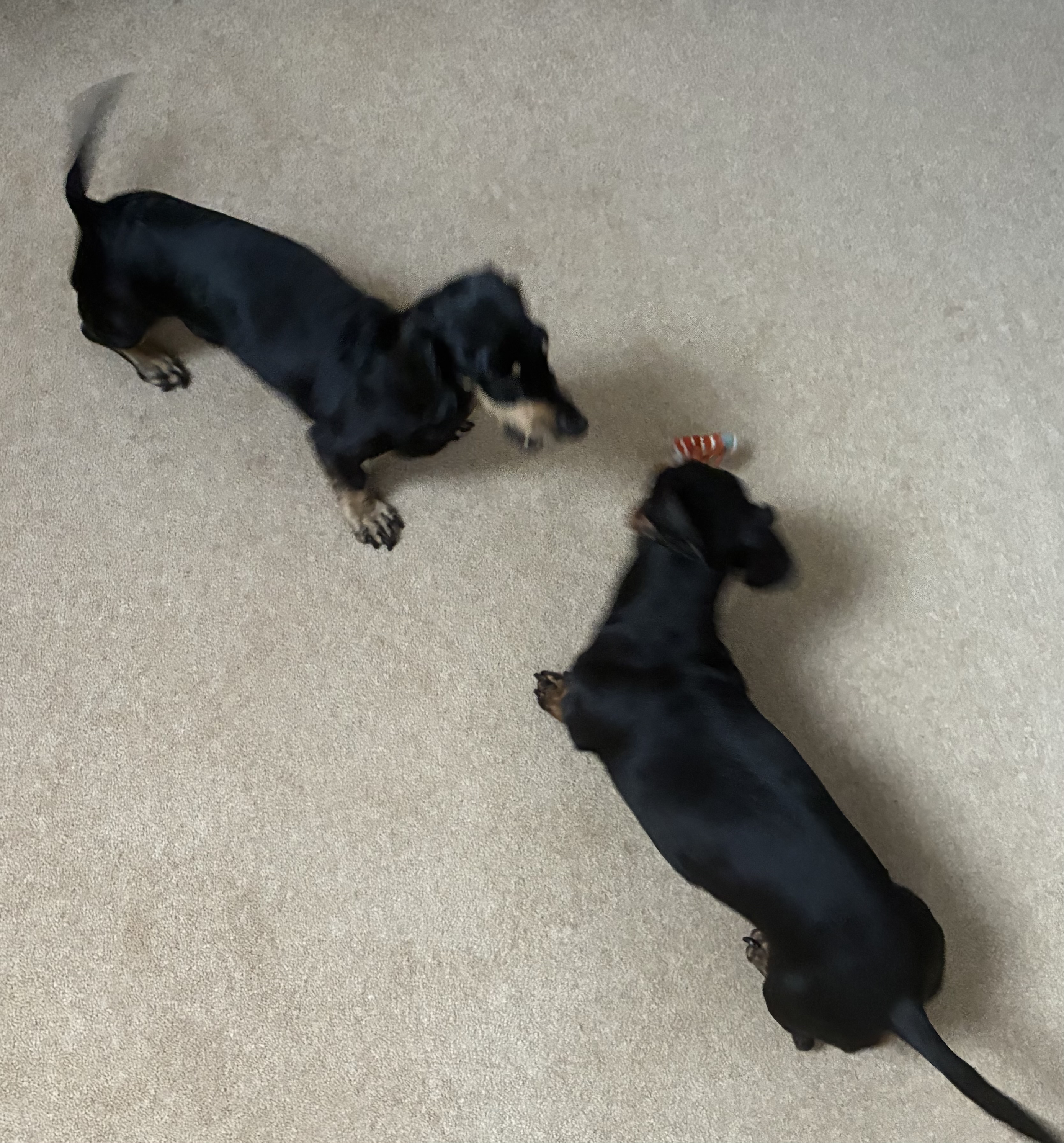 Miniature Dachshunds Max and Milo playing with a rope toy