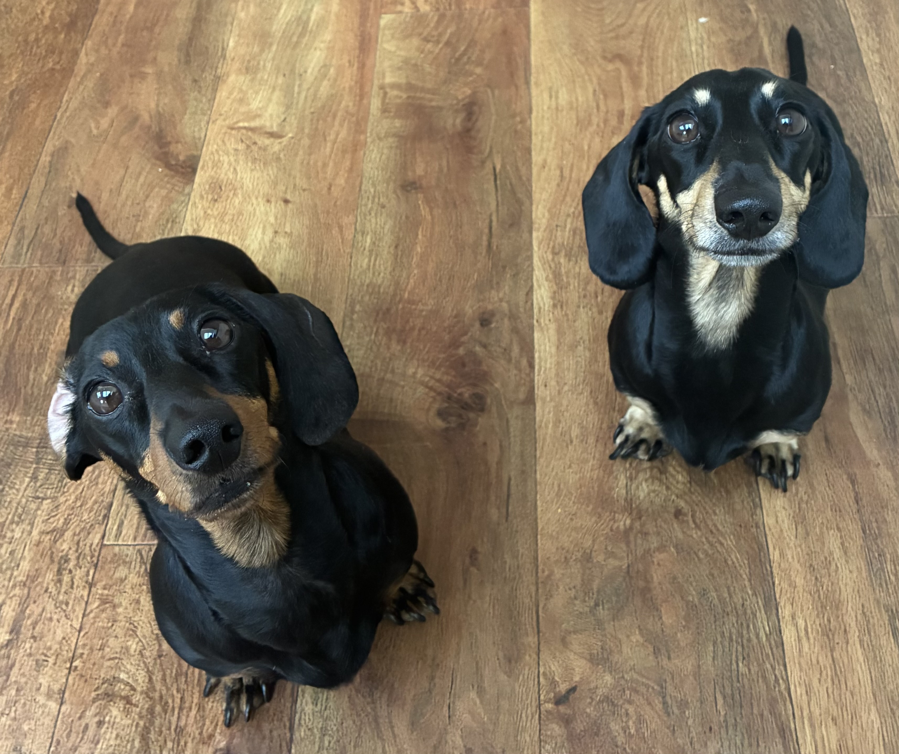 Miniature Dachshunds Max and Milo on a wood effect floor