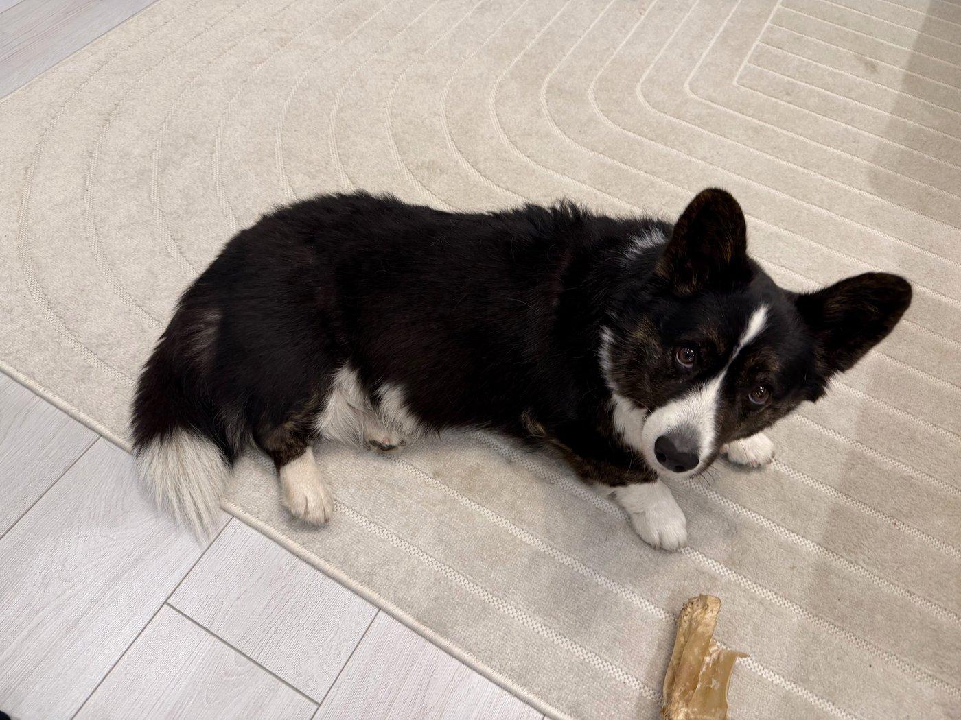A black and white corgi cardigan looking up at the camera.