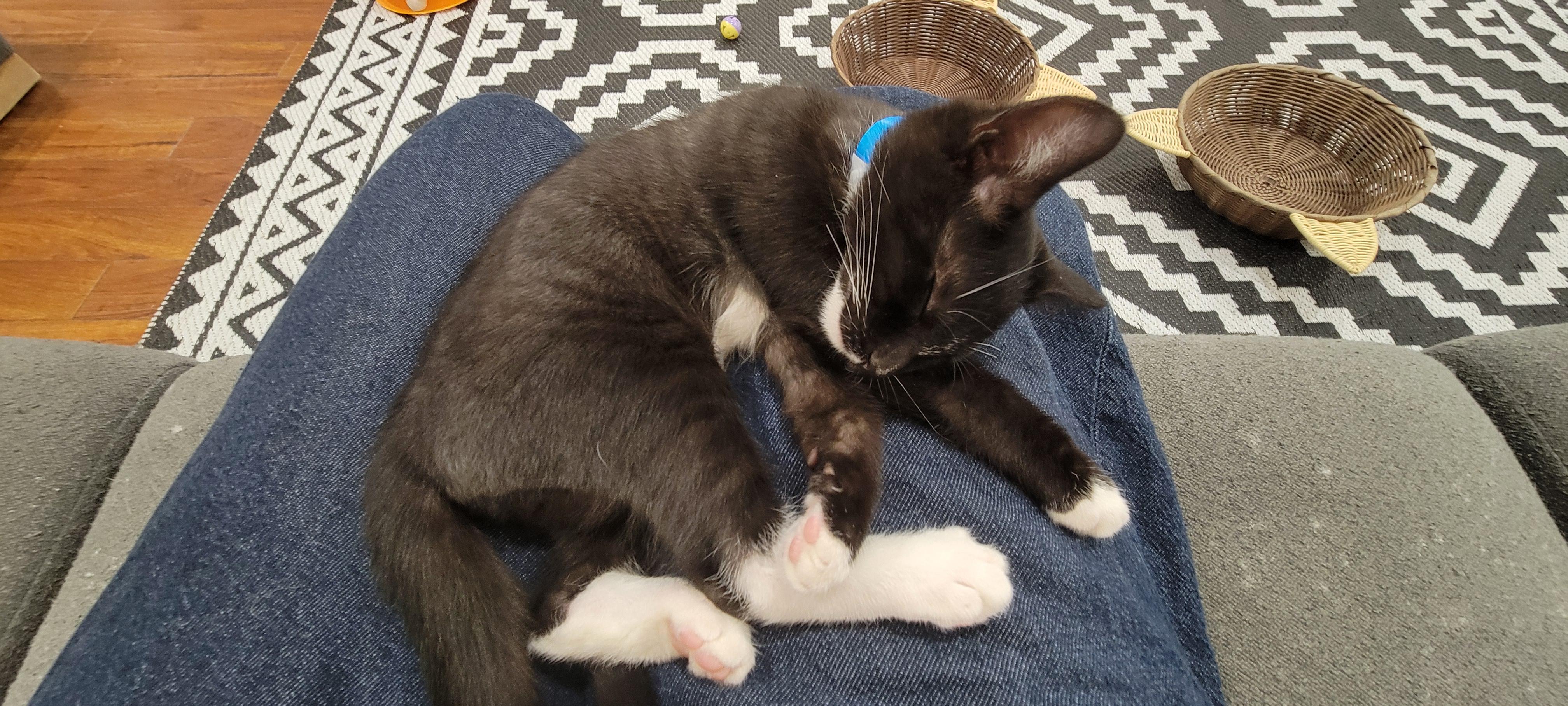 photo of a tuxedo kitten fast asleep on a human lap