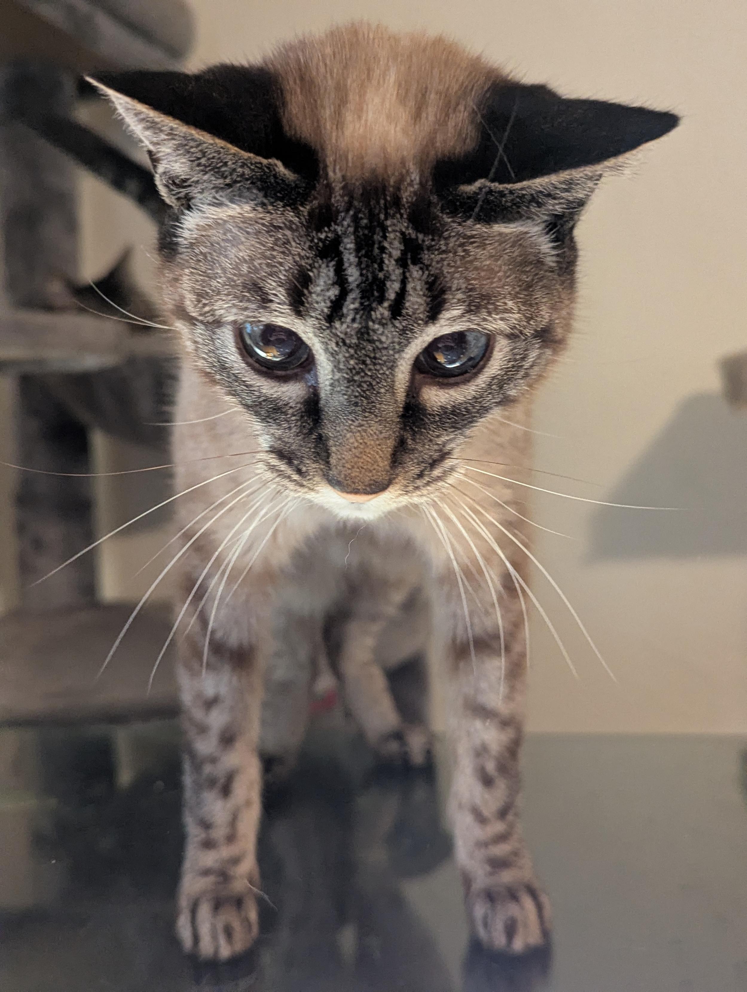 a beige tabby cat standing, looking directly at the camera, trying to look big and angry. the angle makes it look like she has a huge head and tiny dainty feets and she does not look very threatening.