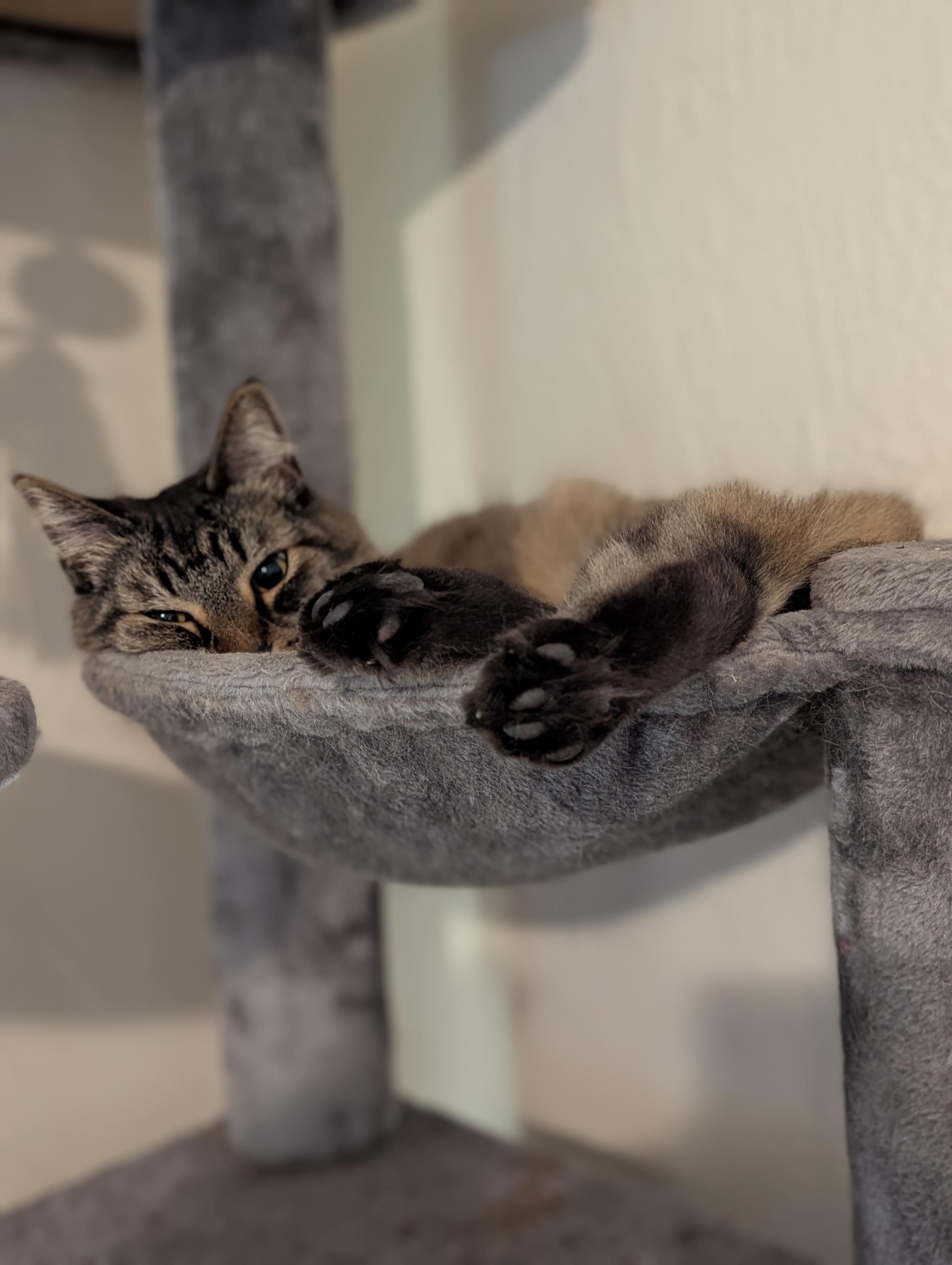 a fluffy brown tabby cat curled up in a bowl-hammock on a cat tree. she is too big for the bowl and her feets are sticking out. also she is winking because her face is smushed up against the side of the bowl. because it is too small.