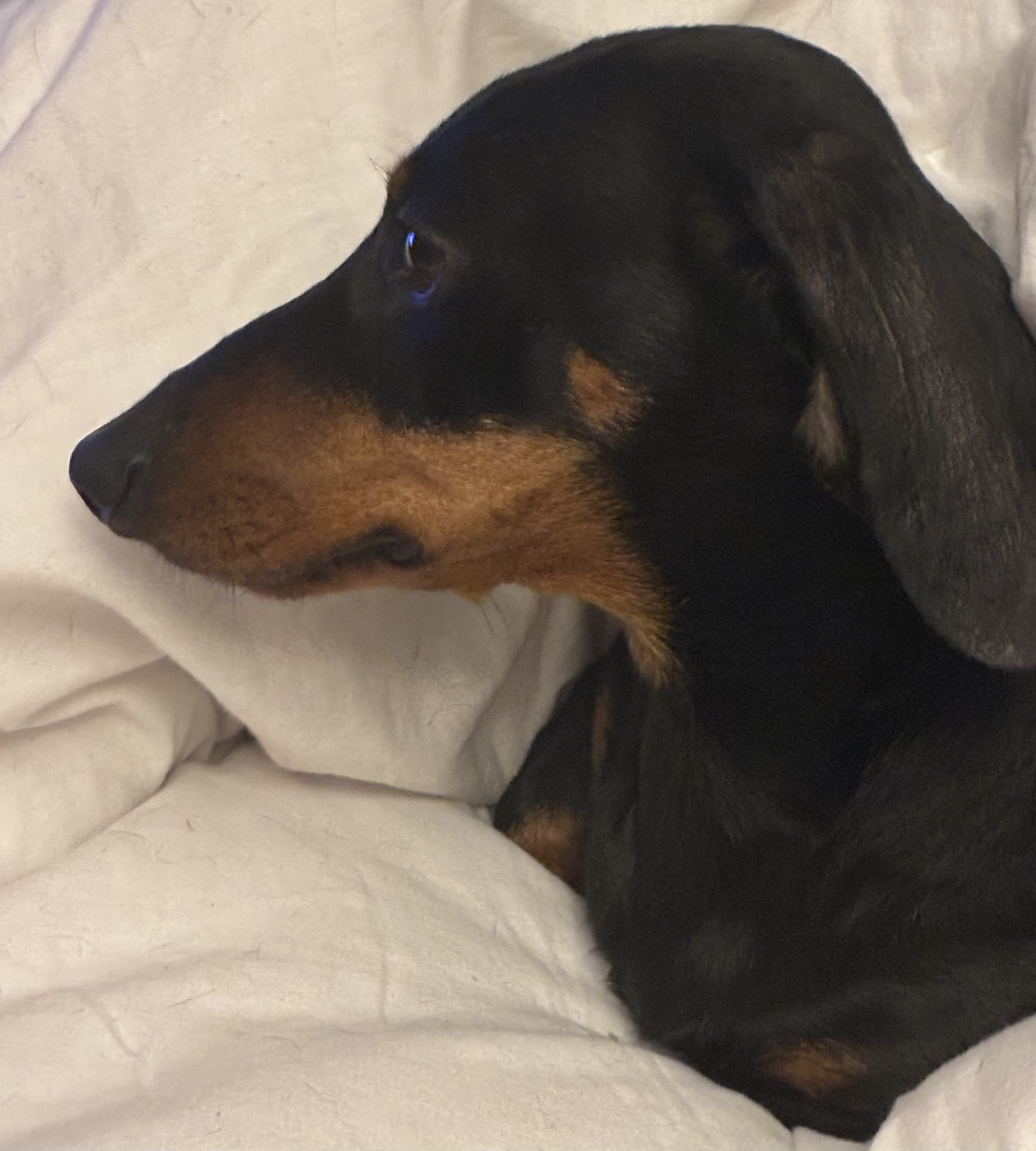 Miniature Dachshund Milo