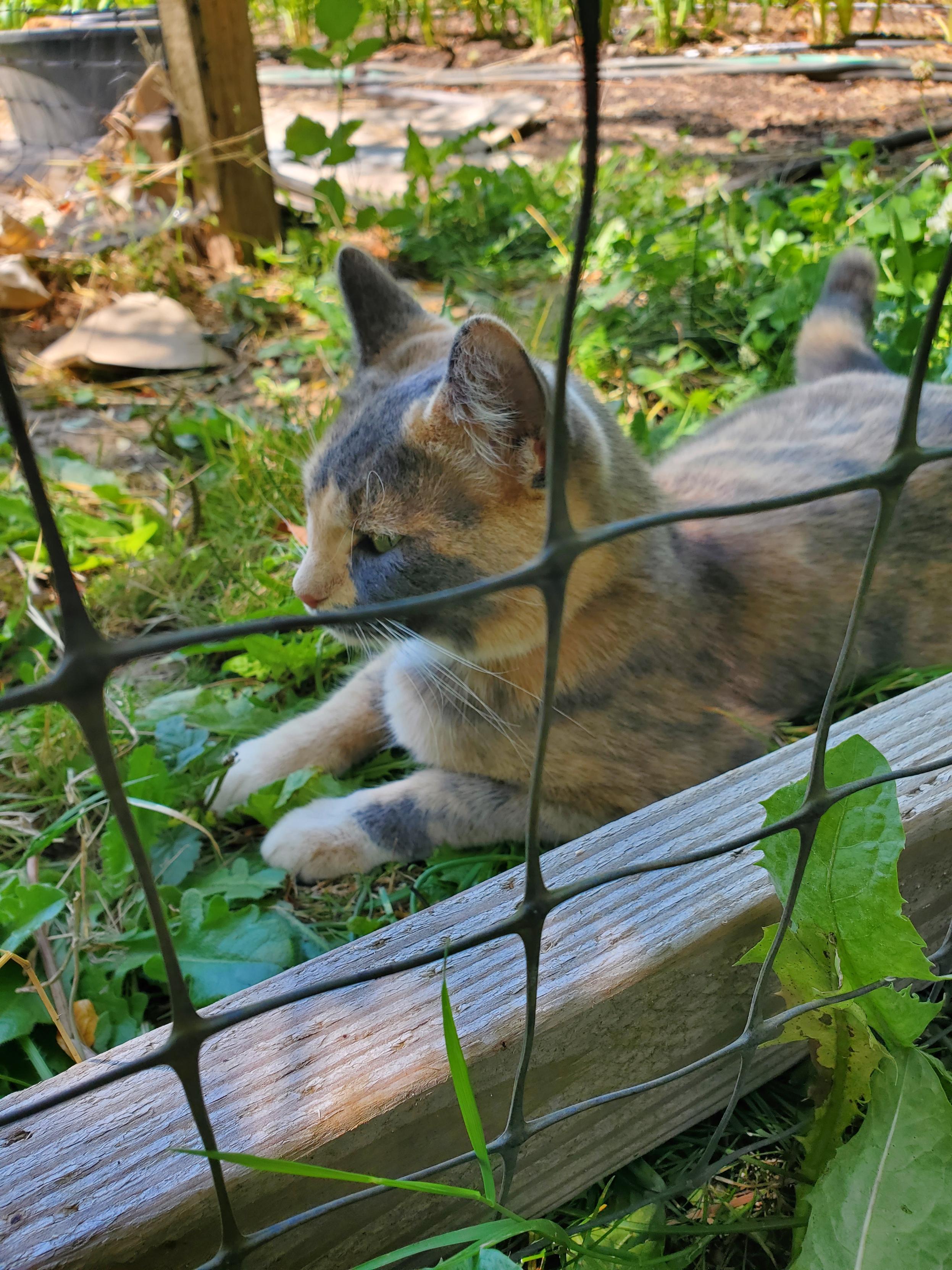 A small cat lays on the ground on the other side of an open garden gate from the photographer. The photo is looking through the black square mesh on the gate at her cute face as she gazes into the distance. The photo is in the shade as the hot sun bakes the just-visible first row of the garden in the background