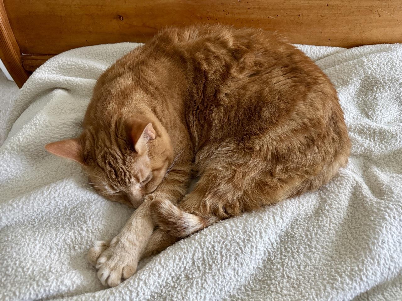 Orange tiger cat sleeping on cream blanket. His front leg is stretched out and touching his back leg. His tail is curled up around the leg. He is a contortionist.