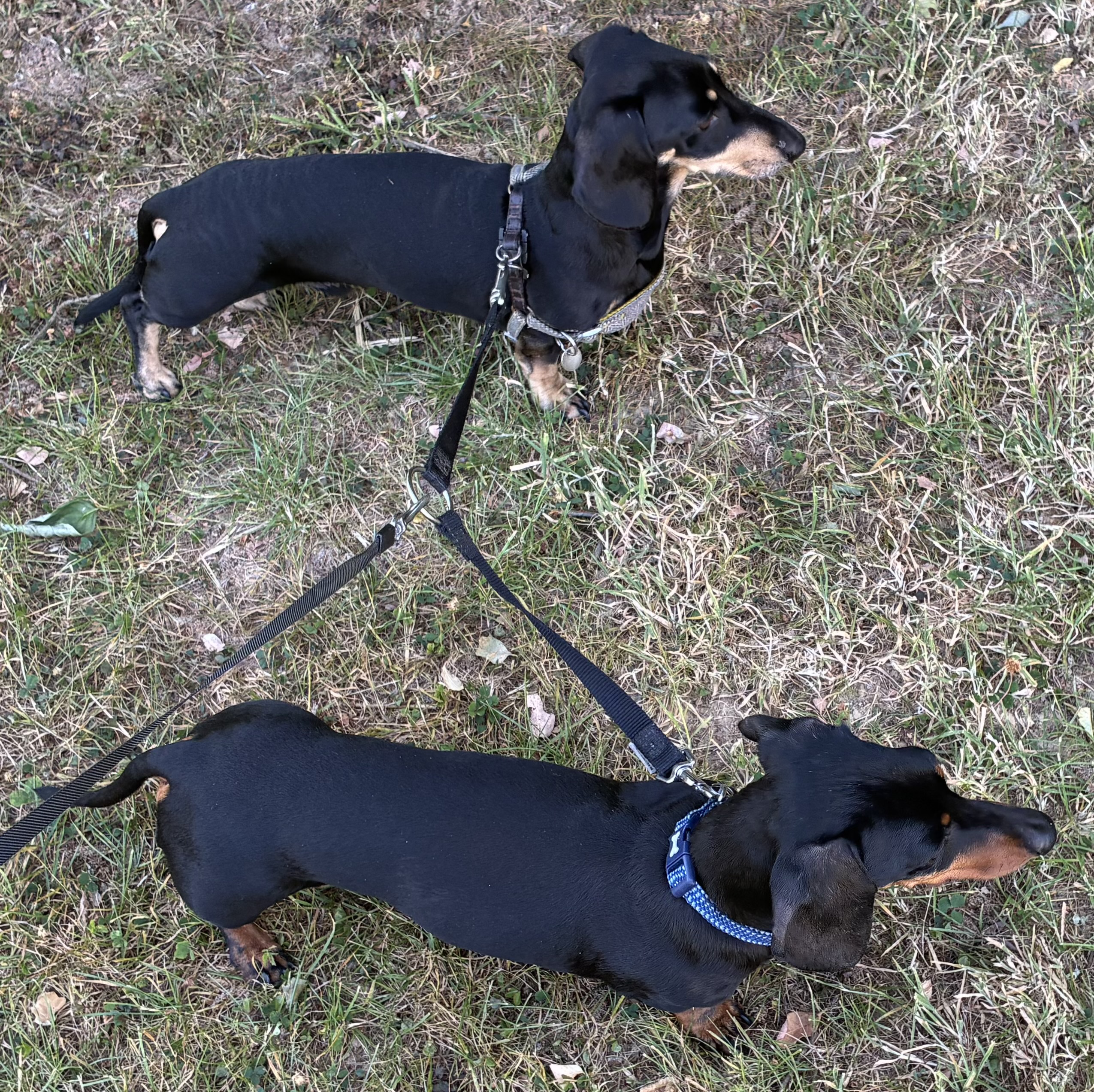 Miniature Dachshunds Max and Milo out for a walk on their lead splitter