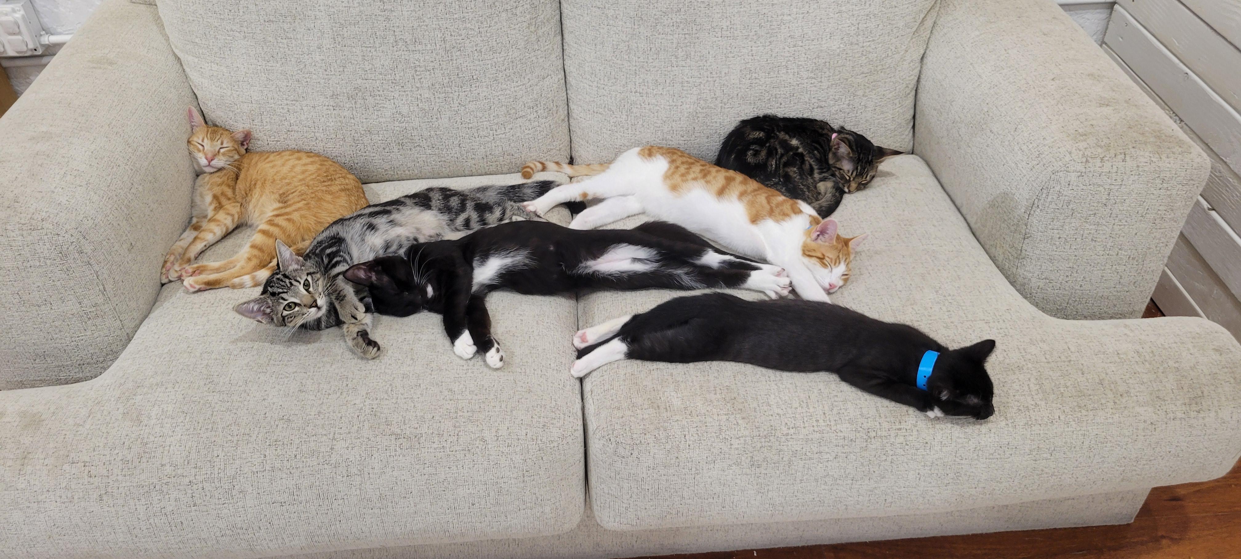Photo of 6 kittens sprawled out in a couch. There are two grey/brown tabbies, a ginger, ginger+white, and two tuxies.