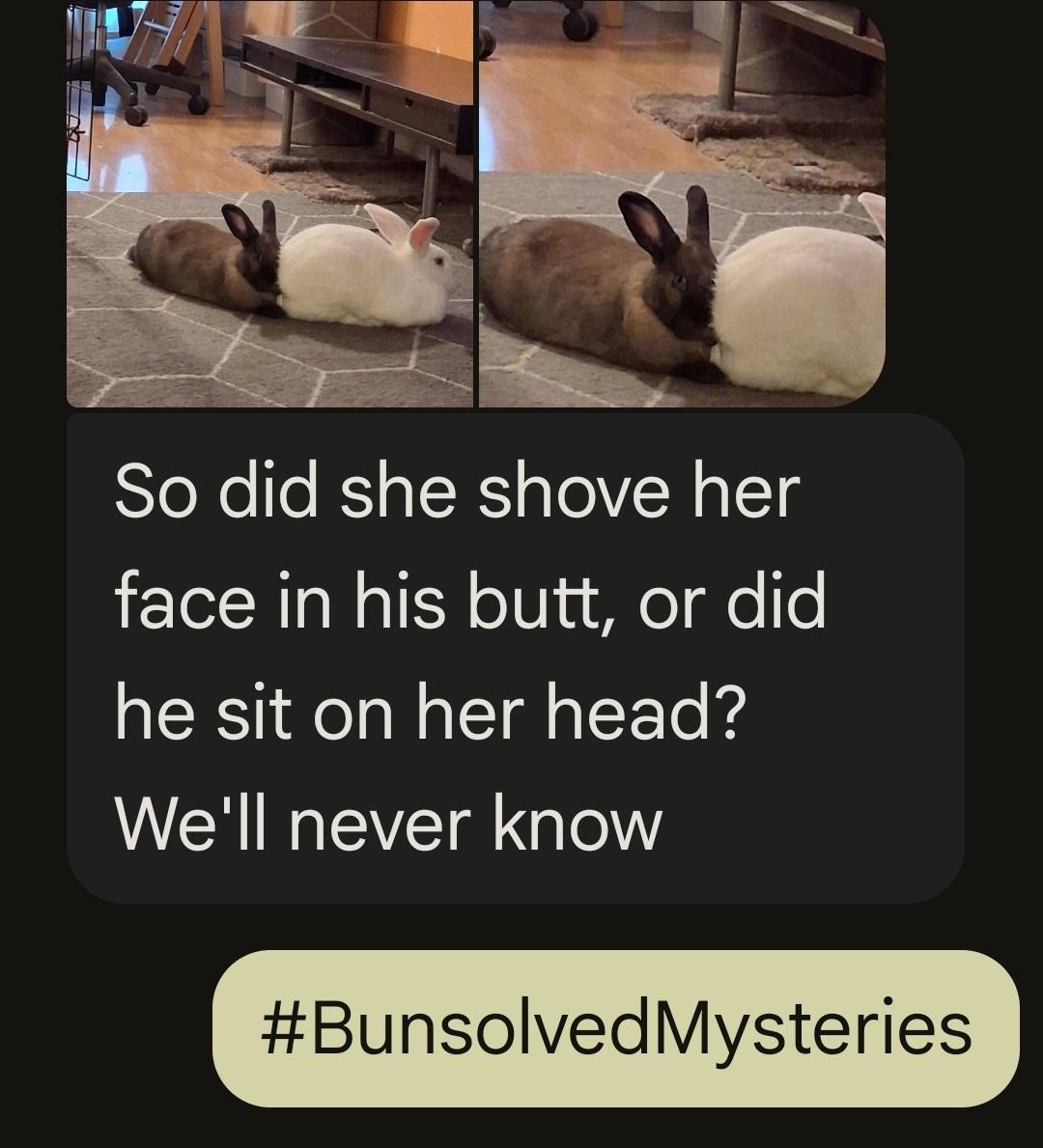 screenshot of a text message exchange. A friend sent two pictures of their pet rabbits. The smaller brown female rabbit is sitting with her face mashed into the butt of the white male rabbit sitting in front of her. She asks, "So did she shove her face in his butt, or did he sit on her head? We'll never know."

I reply "#BunsolvedMysteries"