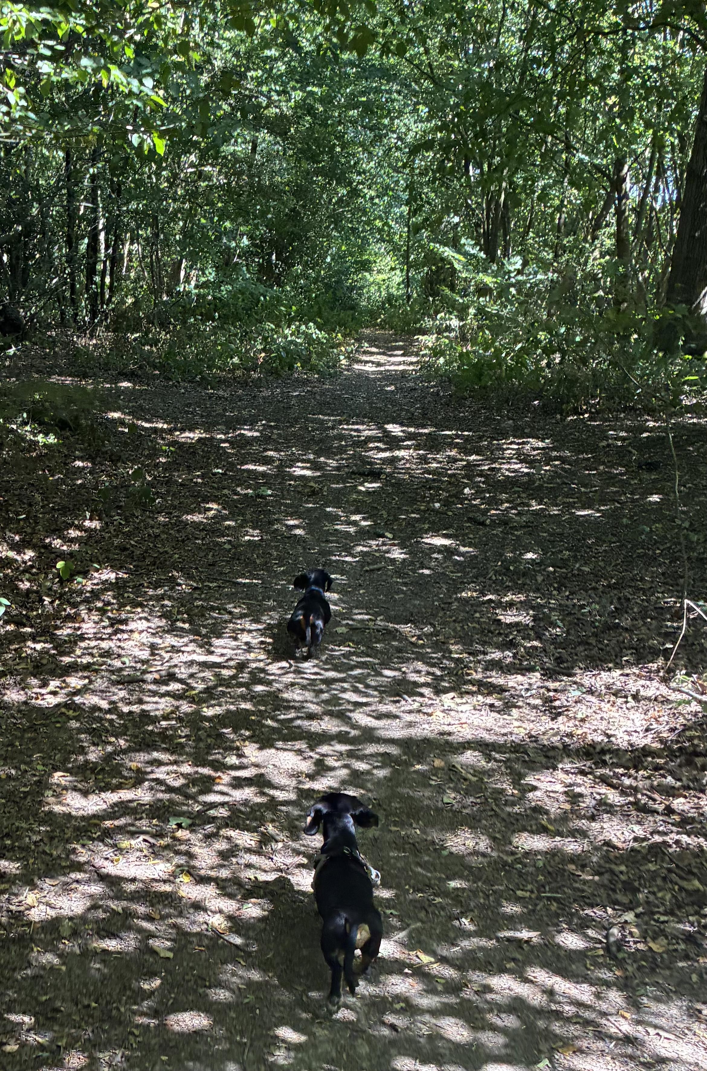Miniature Dachshunds Max and Milo on a woodland path