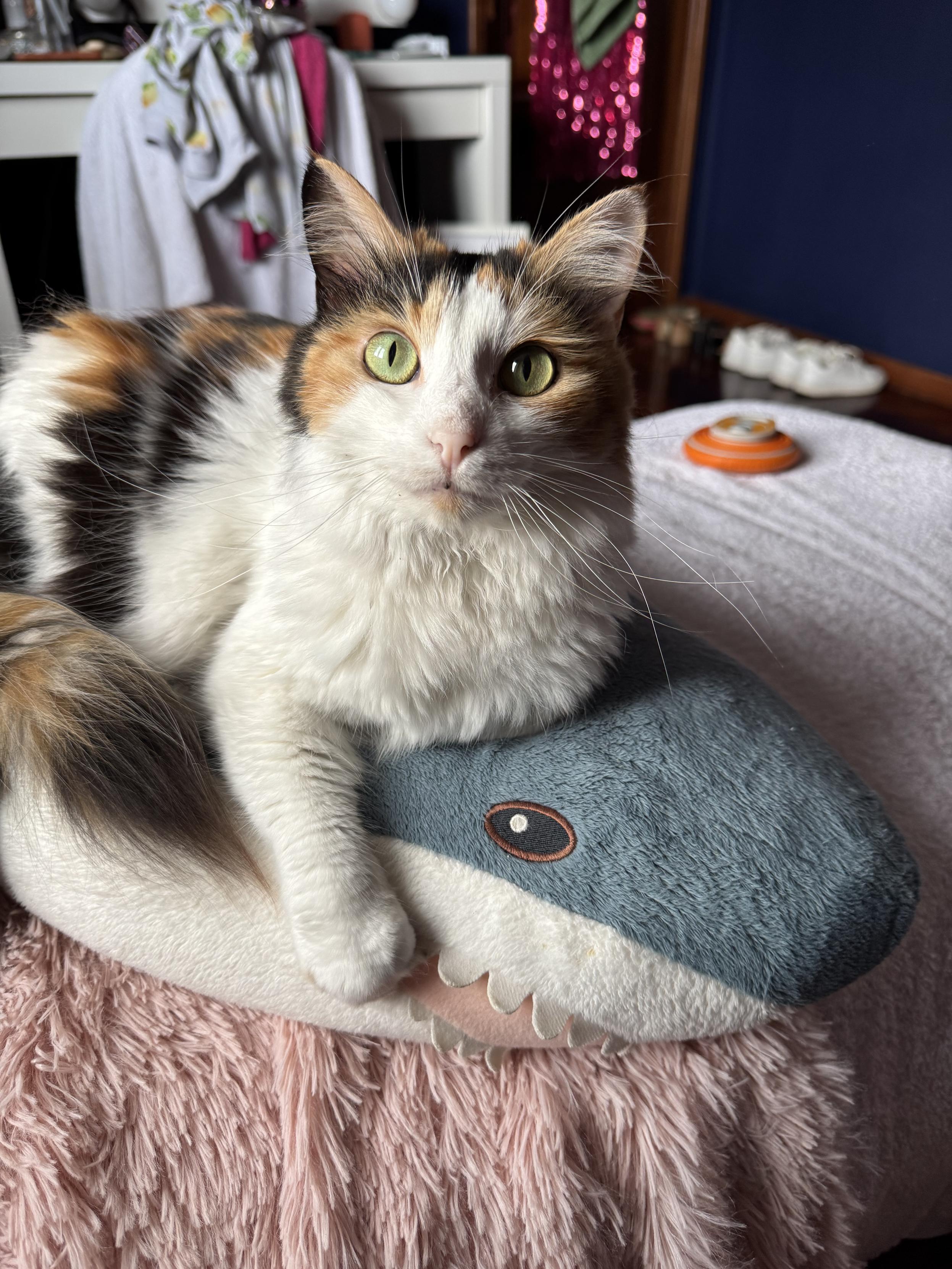 Long hair calico cat with green eyes sat angel like on top of a large blahaj cuddly toy.