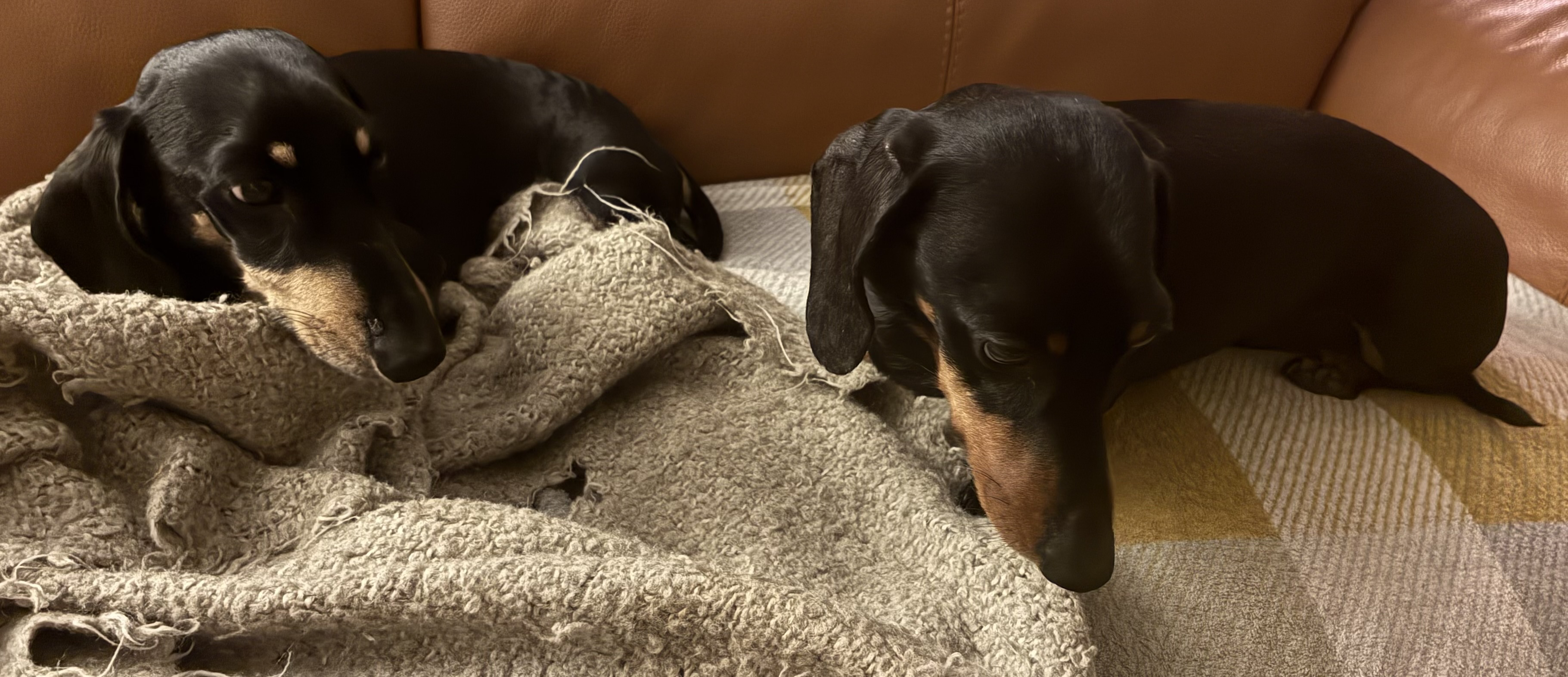 Miniature Dachshunds Max and Milo on their bed