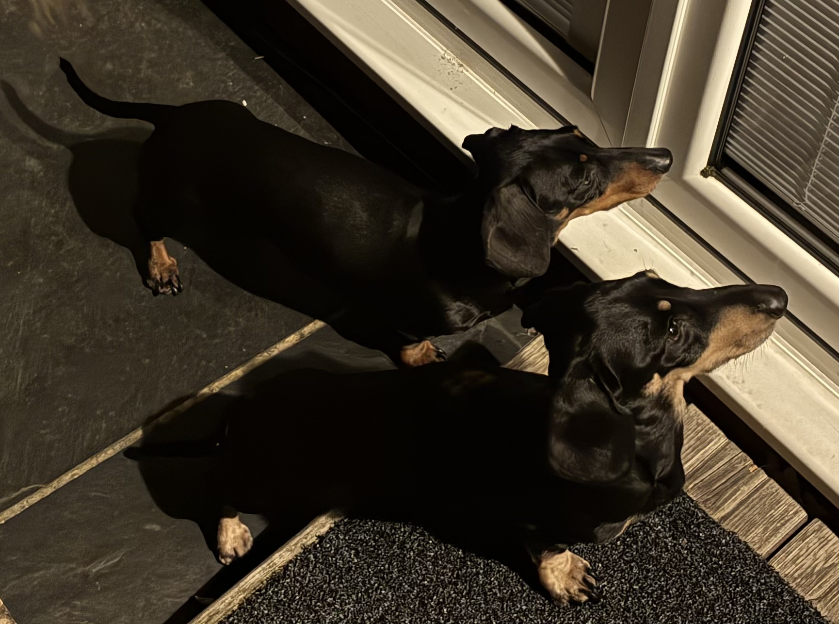 Miniature Dachshunds Max and Milo by the back door