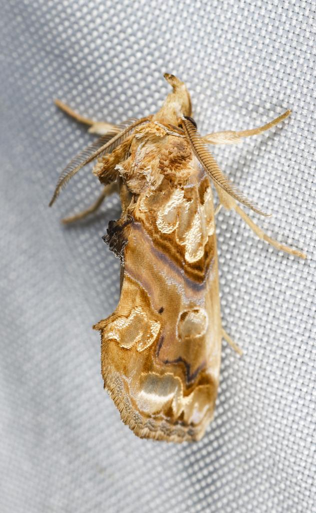 Photo of Plusiodonta compressipalpis (Moonseed Moth) by cmeckerman. Attribution: no rights reserved.
