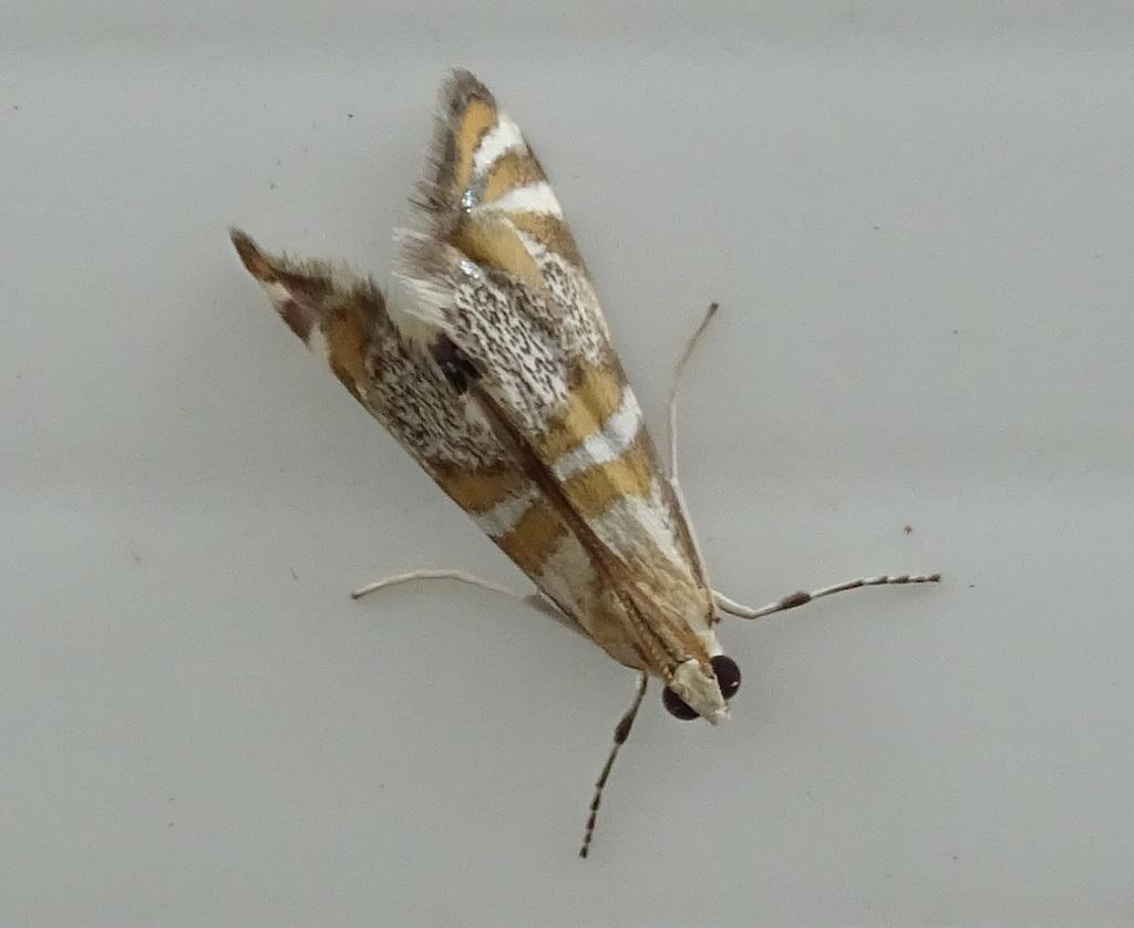 Photo of Petrophila kearfottalis (Kearfott's Petrophila) by y_liu_math. Attribution: (c) Y. Liu, some rights reserved (CC BY).