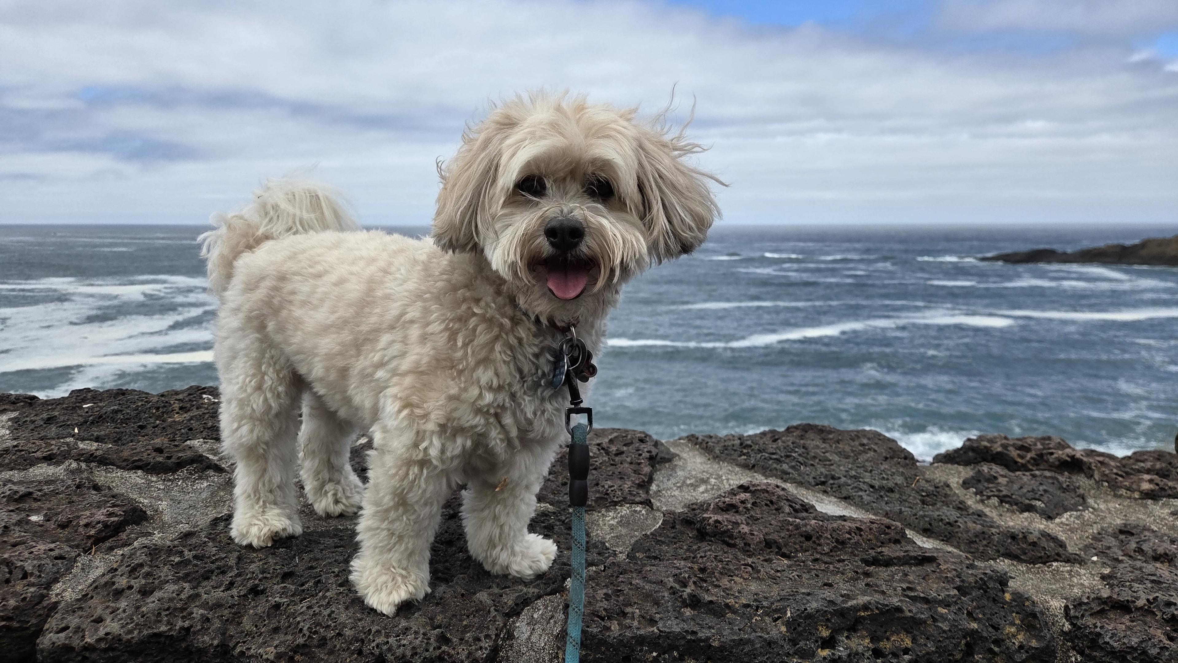 A photo of a small white dog atop the sea wall at Depoe Bay in Cascadia