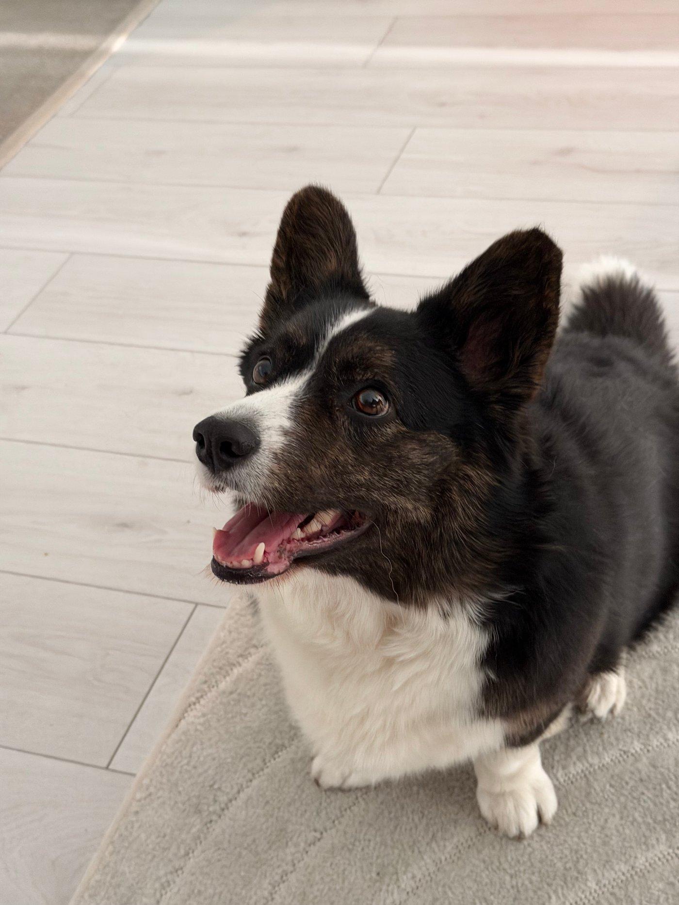 A black and white corgi cardigan looking excited.