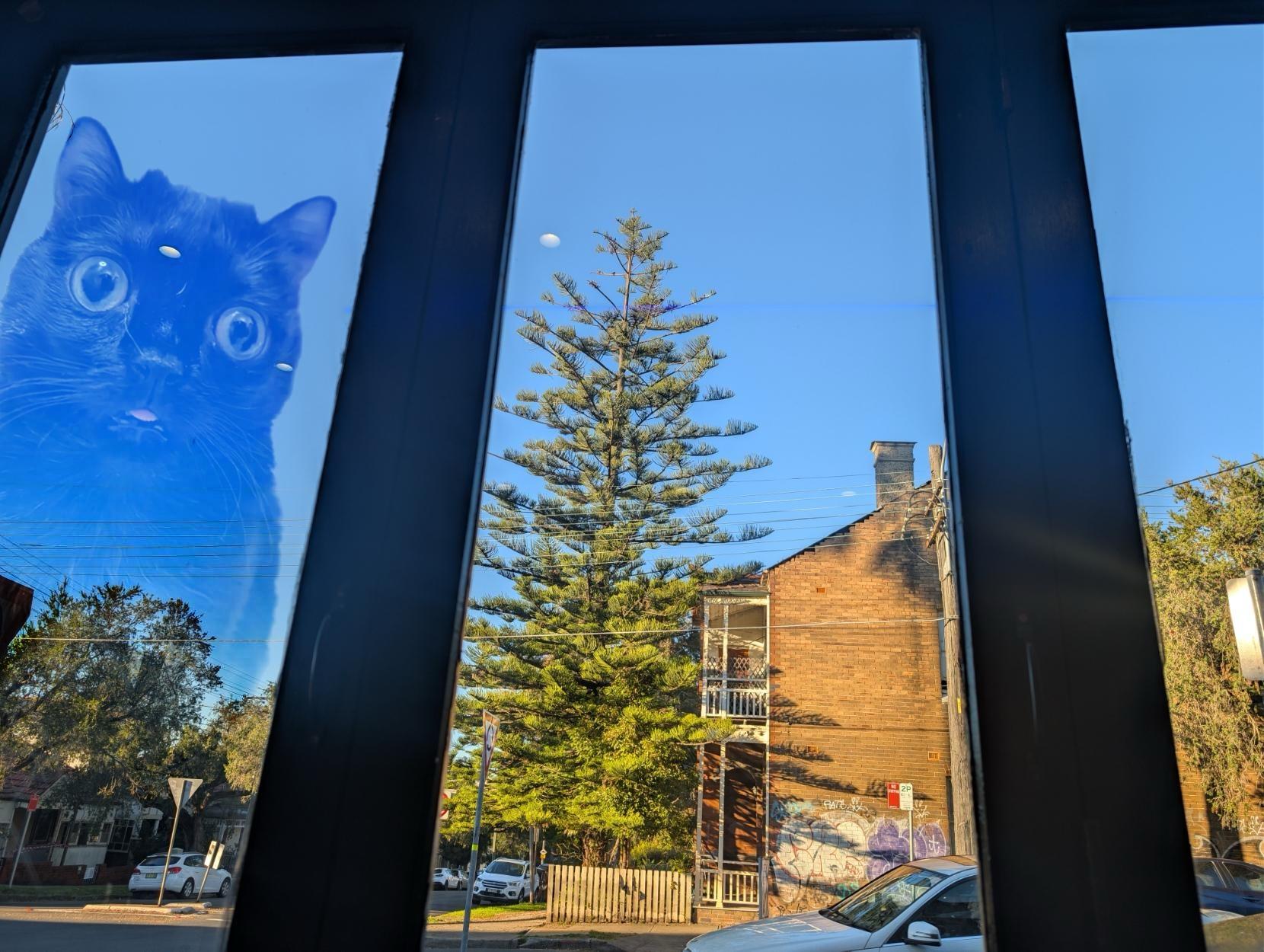 Window view of a sunny day with a blue sky. There is a translucent giant goofy cat towering over the landscape