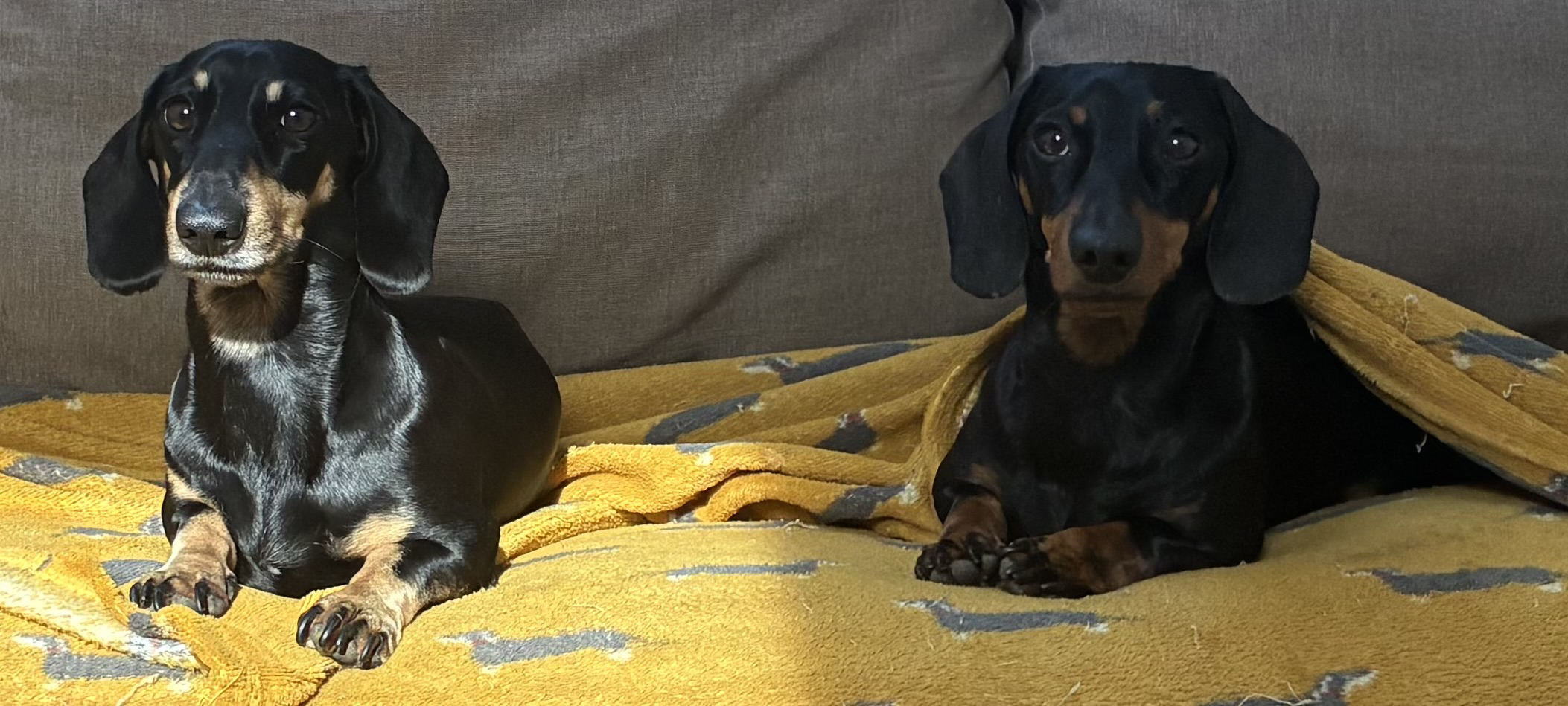Miniature Dachshunds Max and Milo on a yellow Dachshund print blanket on the office sofa