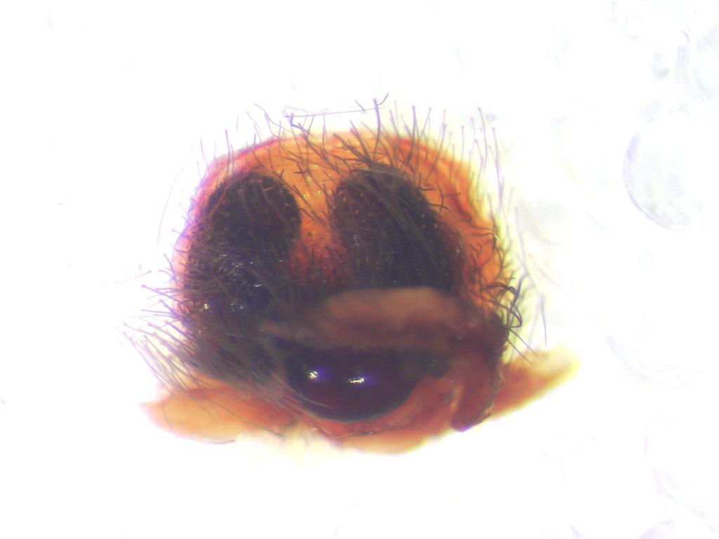 Photo of Amaurobius jugorum by jtch. Attribution: (c) Julien Tchilinguirian, some rights reserved (CC BY).