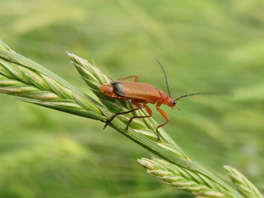 Photo of Rhagonycha fulva (Common Red Soldier Beetle) by pei-ott. Attribution: (c) Barry Cottam, some rights reserved (CC BY).