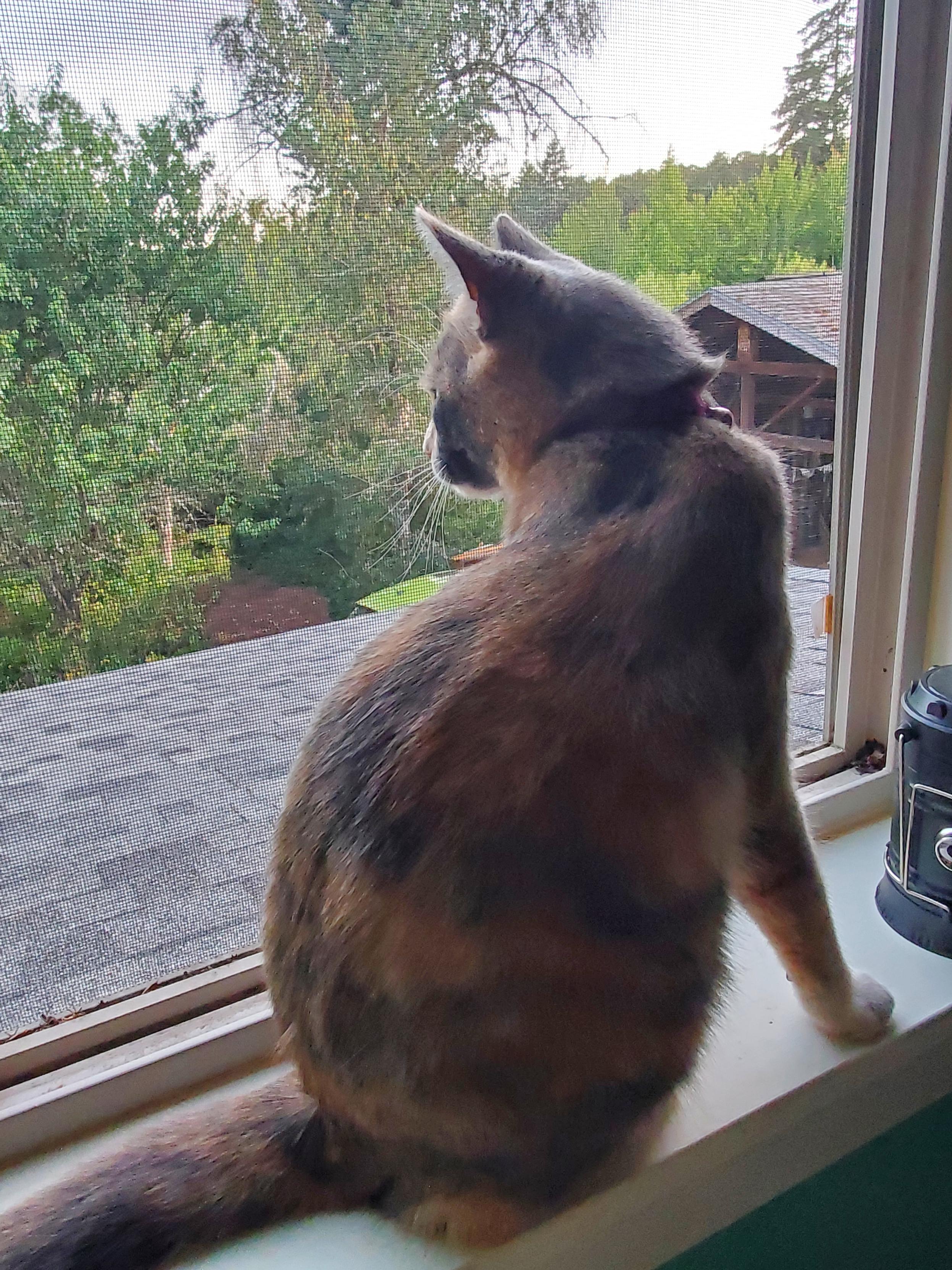 A cat sits on a windowsill on the second story, looking out over her domain. The window is open but screened, and looks over the first floor roof and then the larger tree-filled property. The photo is taken from behind, giving a similar perspective as the cat has