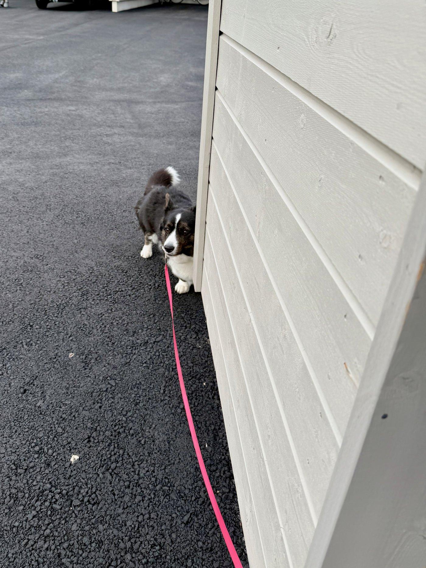 A black and white corgi cardigan hiding a little timidly behind a building