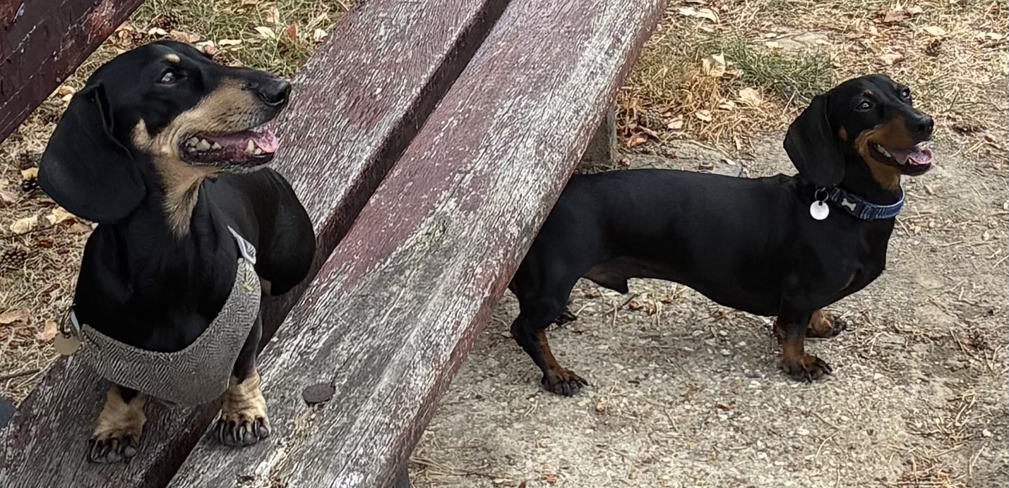 Miniature Dachshund Max on a park bench, with Milo stood in front