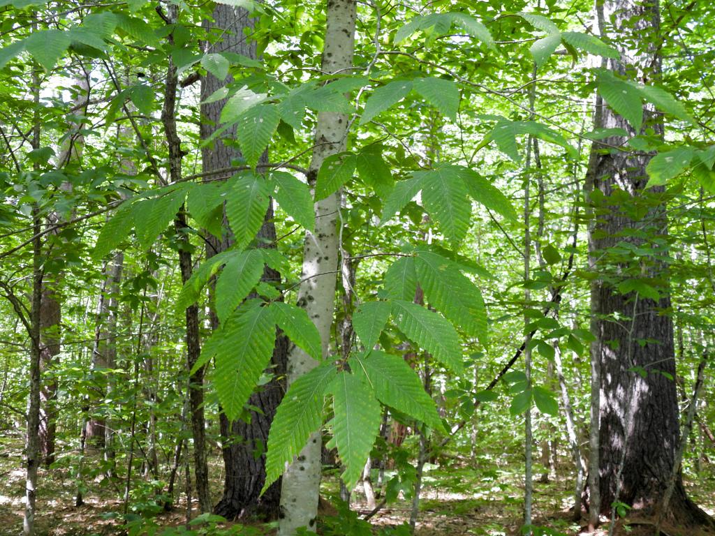 Photo of Fagus grandifolia (American beech) by erikschiff. Attribution: no rights reserved.