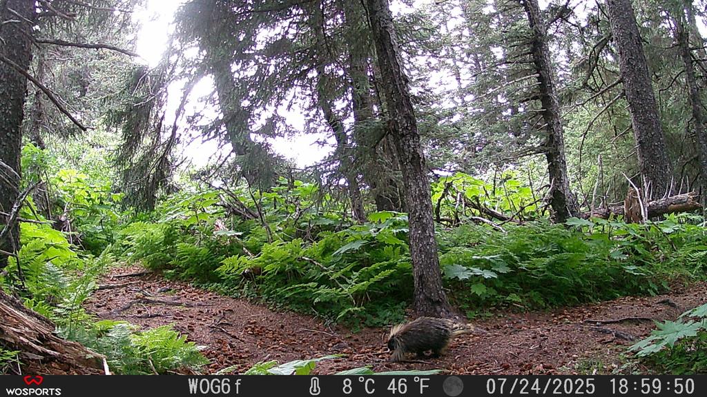 Photo of Erethizon dorsatum (North American Porcupine) by muir. Attribution: (c) Matt Muir, some rights reserved (CC BY).