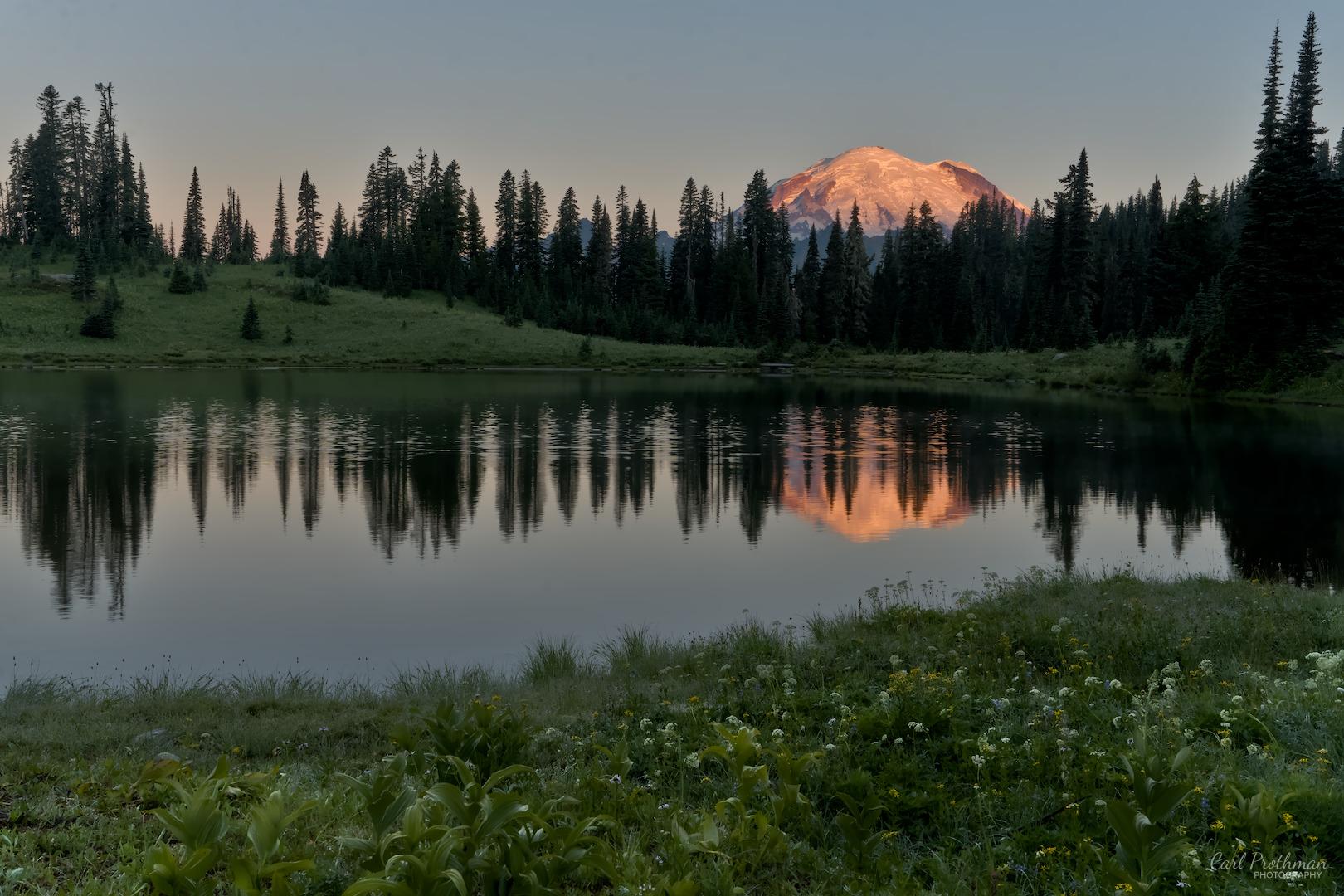 Mount Rainier glows warm orange and pink at sunrise beyond a dark line of evergreen trees at Tipsoo Lake near Chinook Pass. The mountain and trees reflect across the calm water, while grasses and small wildflowers fill the foreground. The contrast between the warm alpenglow and cool shadows makes the scene feel peaceful and rewarding.
