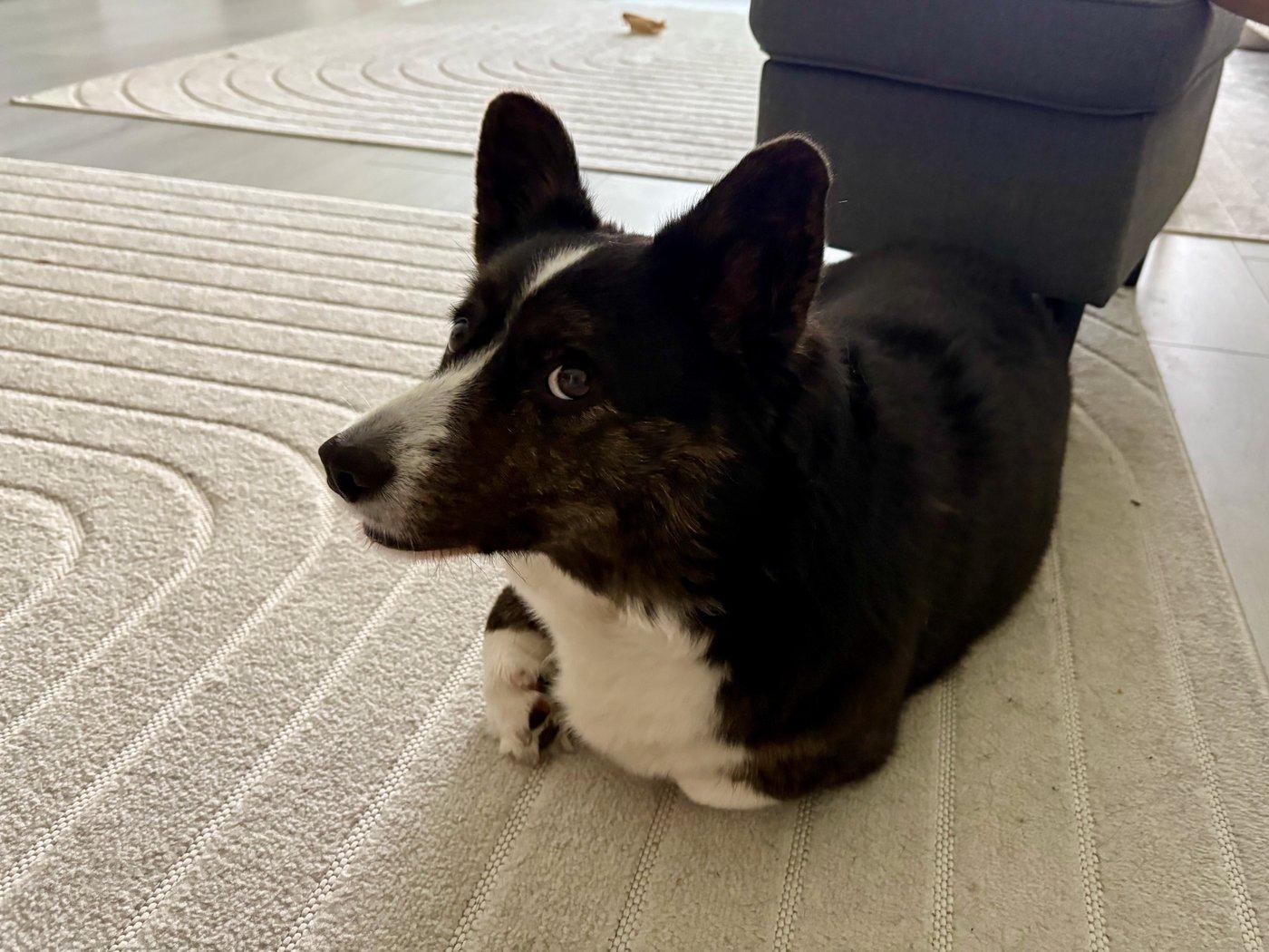 A black and white corgi cardigan making a face.