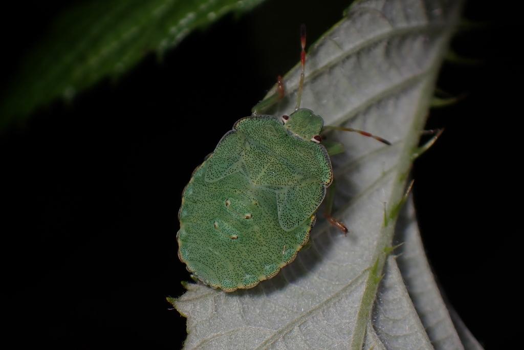 Photo of Palomena prasina (Green Shield Bug) by jtch. Attribution: (c) Julien Tchilinguirian, some rights reserved (CC BY).