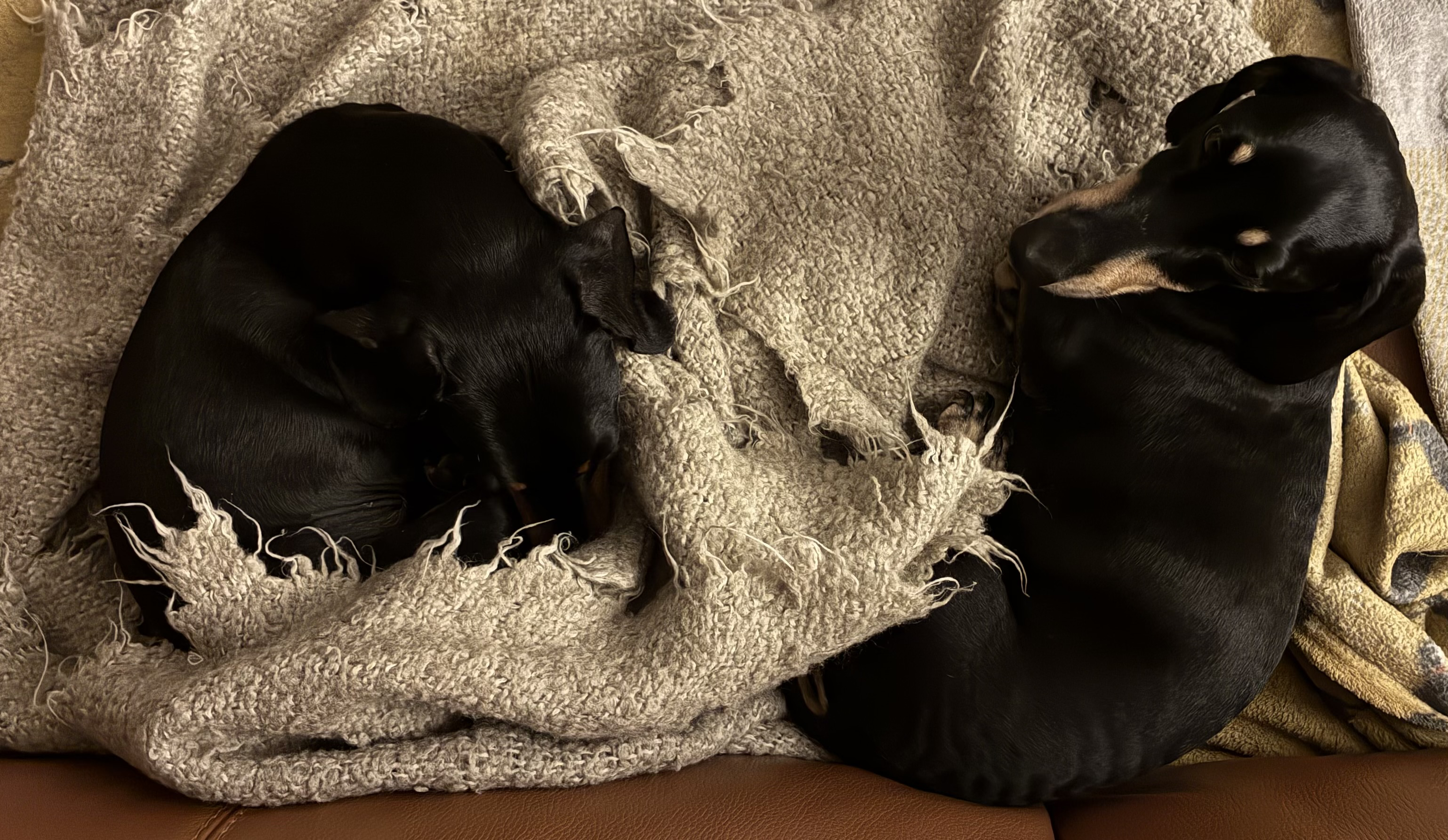 Miniature Dachshunds Max and Milo curled up on a grey wool blanket