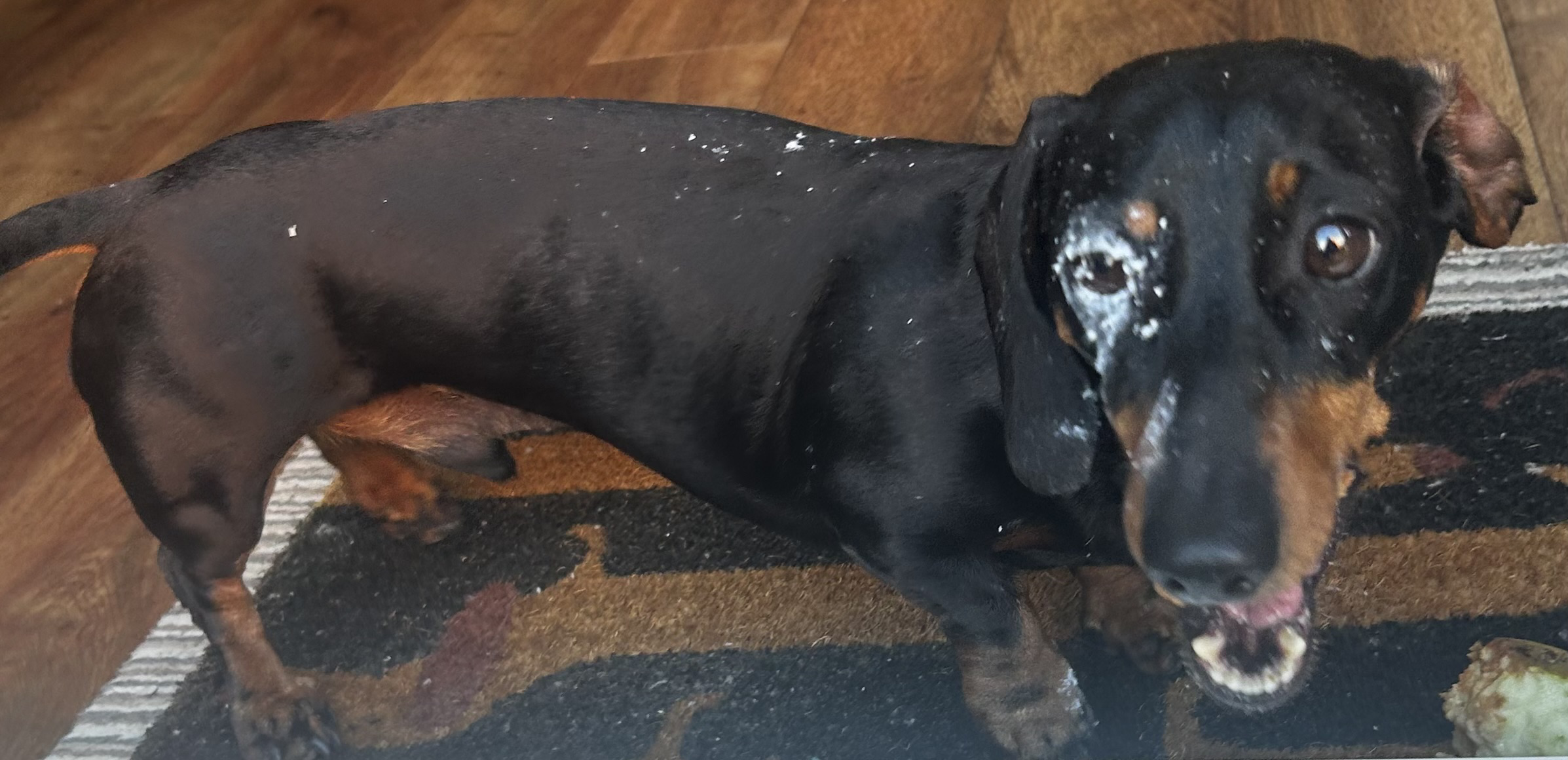 Miniature Dachshund Milo with white stuff from the apple tree around his eye (it looks really bad, but wiped off no problem)